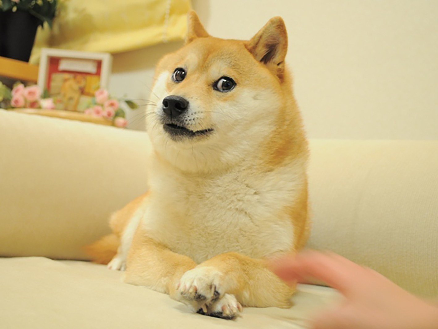 The photo of shiba inu Kabosu posted online in 2010 by Atsuko Sato, who adopted her as a rescue puppy. It spawned online memes, one of which led to the creation of the cryptocurrency Dogecoin, and was turned into an NFT. Photo: Handout