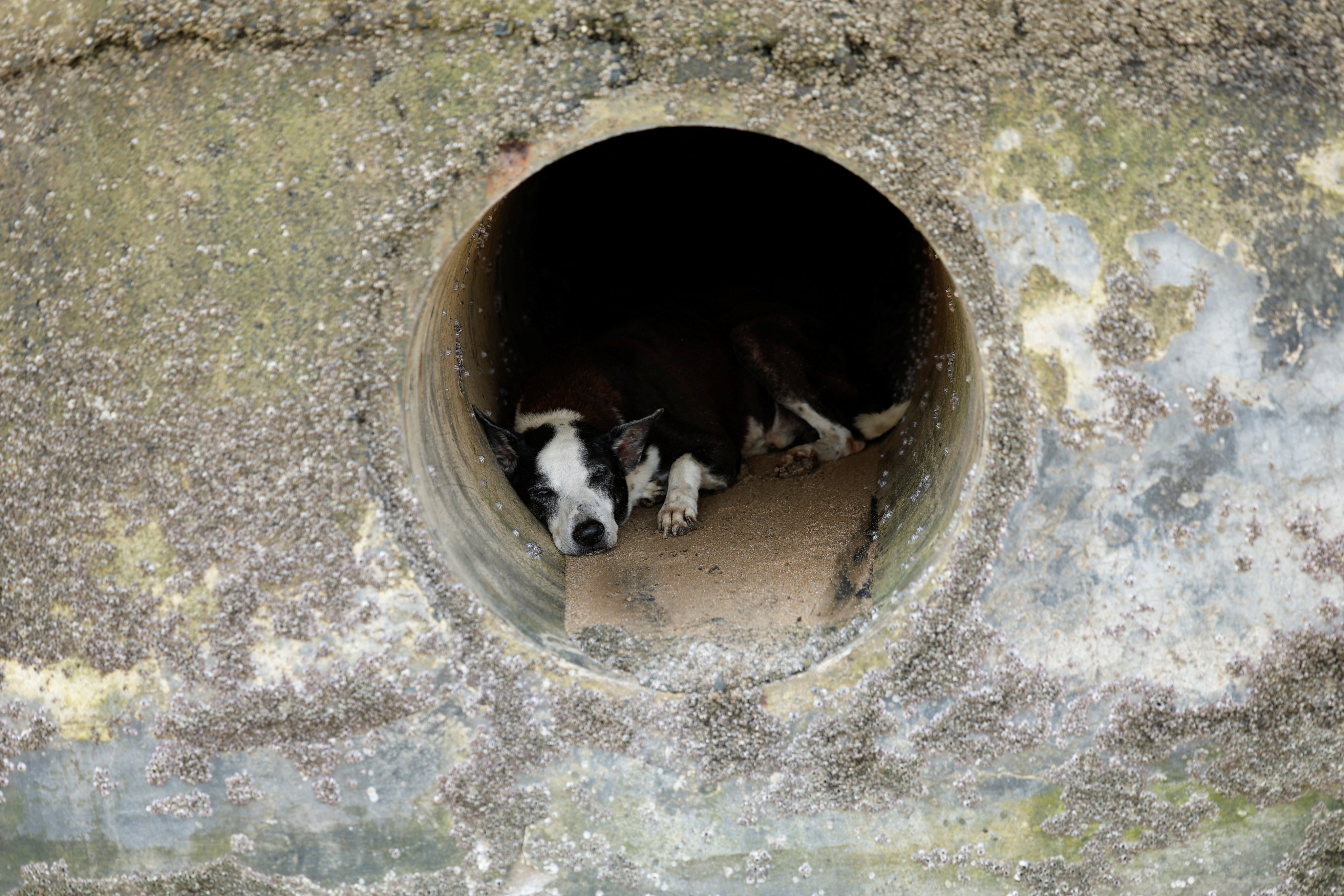 A dog sleeps in an open drain on a hot day in Mumbai. Photo: Reuters