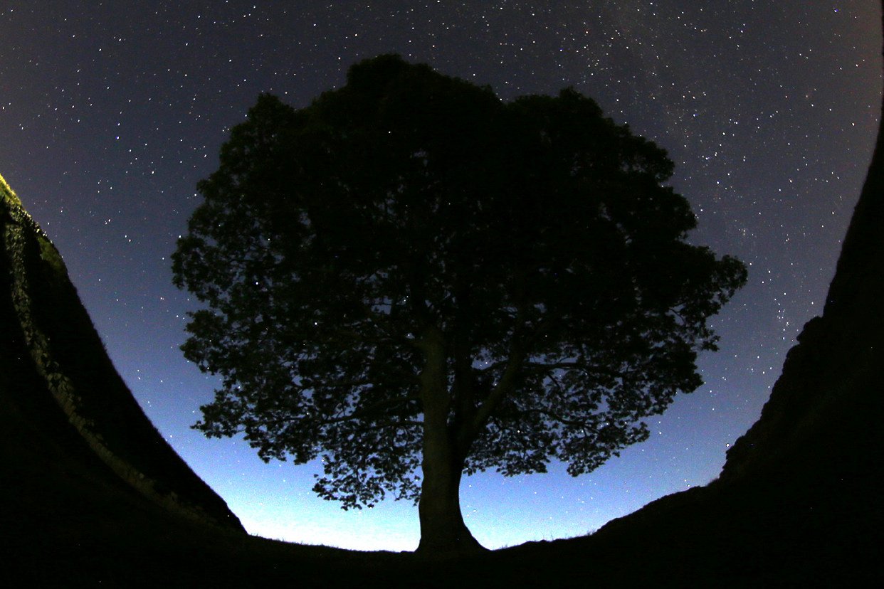 The Sycamore Gap tree is seen at Hadrian’s Wall, in northern England, in 2015.  It was felled in September last year. File photo: AP