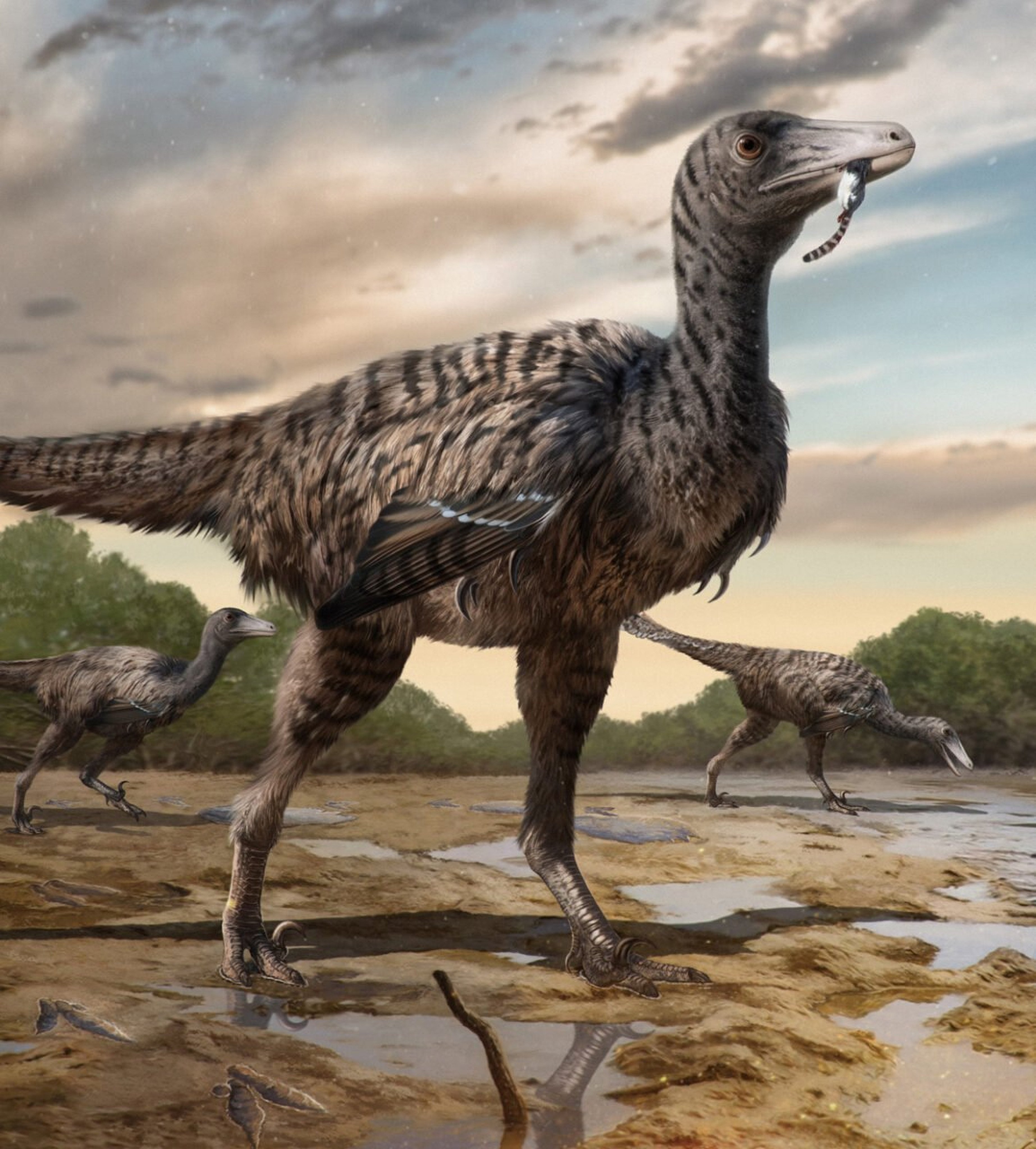 Giant raptors such as the Fujianipus yingliangi might have surpassed similar dinosaurs in size as they shifted to eating larger prey and began “invading niches further up the food chain”, according to researchers. Photo: iScience