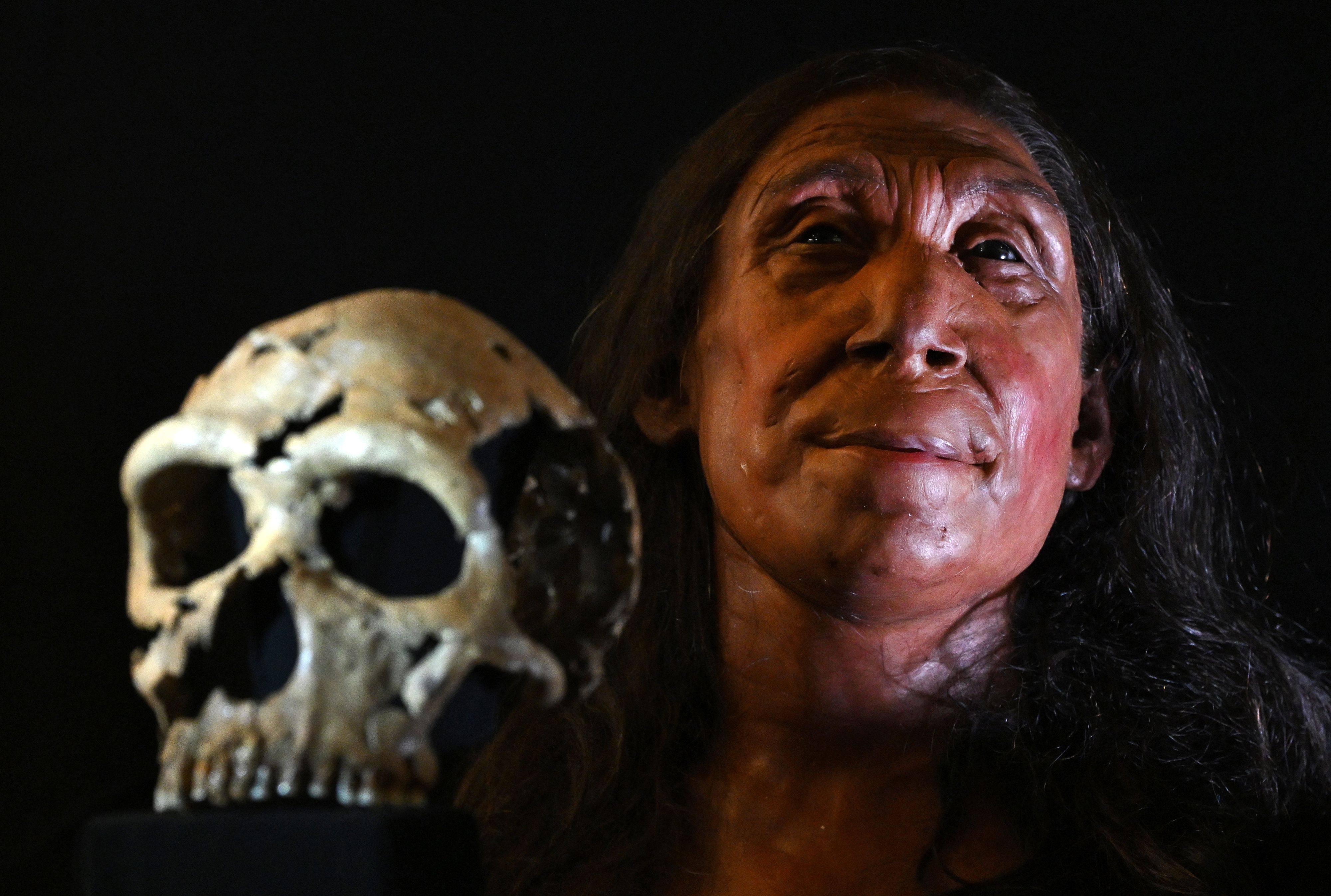The rebuilt skull and a physical reconstruction of the face and head of a 75,000-year-old Neanderthal woman named Shanidar Z are seen at the University of Cambridge, England, on April 25. Photo: AFP