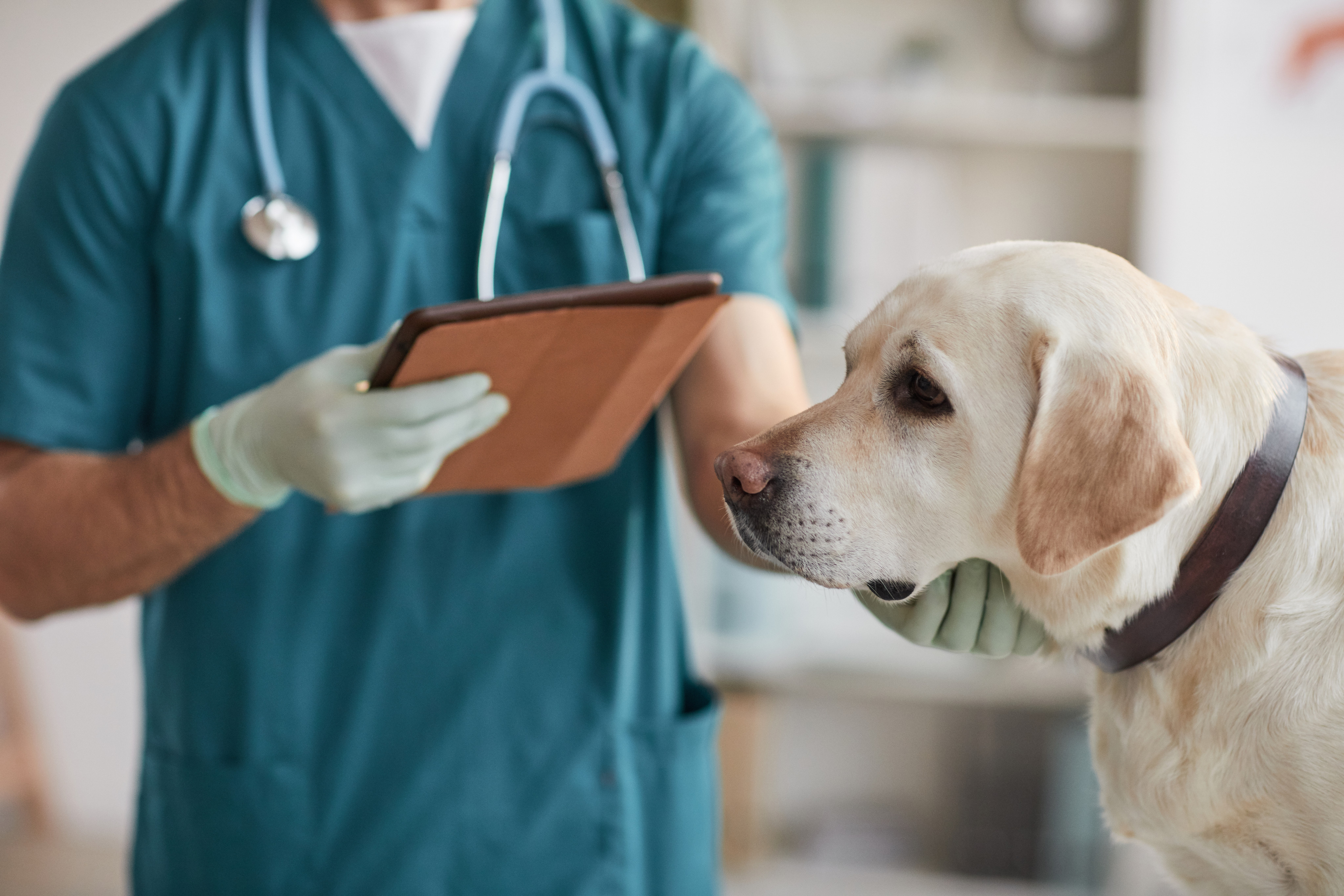 A Singapore-born veterinary surgeon working in Australia has been fined for a series of inappropriate acts involving animals. Photo: Shutterstock