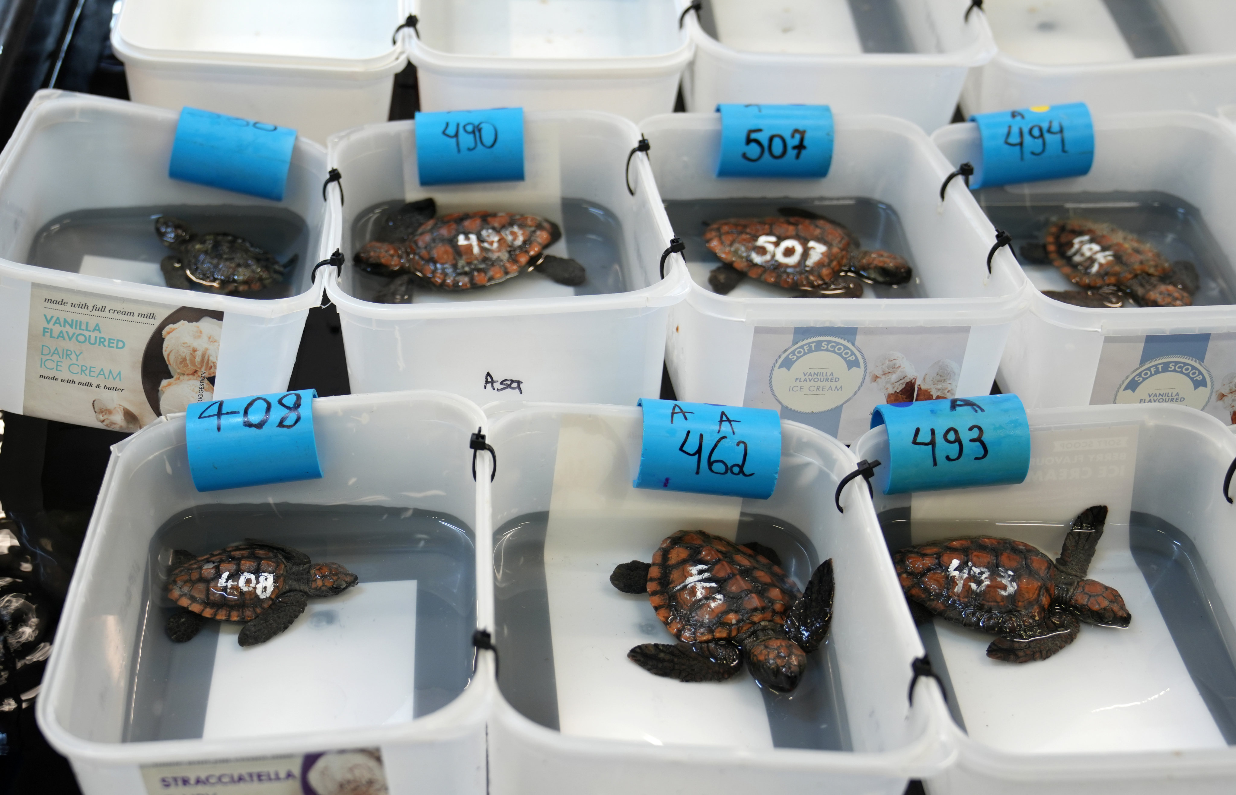 Turtle hatchlings at the Turtle Conservation Centre at the Two Oceans Aquarium in Cape Town. Photo: AP