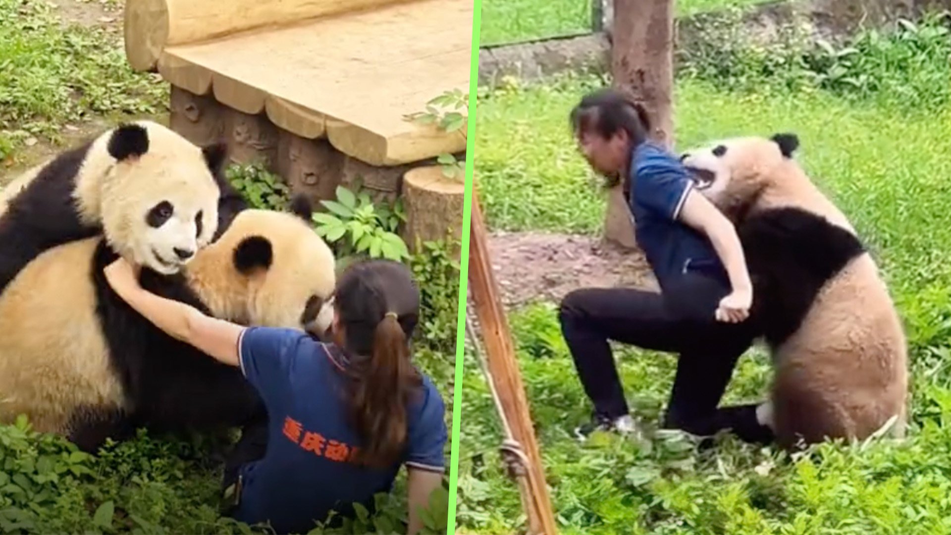 Pandas are widely seen as cute and cuddly, but a fresh incident in which a keeper was chased and bitten by one, has shown that caring for the big bears carries significant risk. Photo: SCMP composite/Douyin