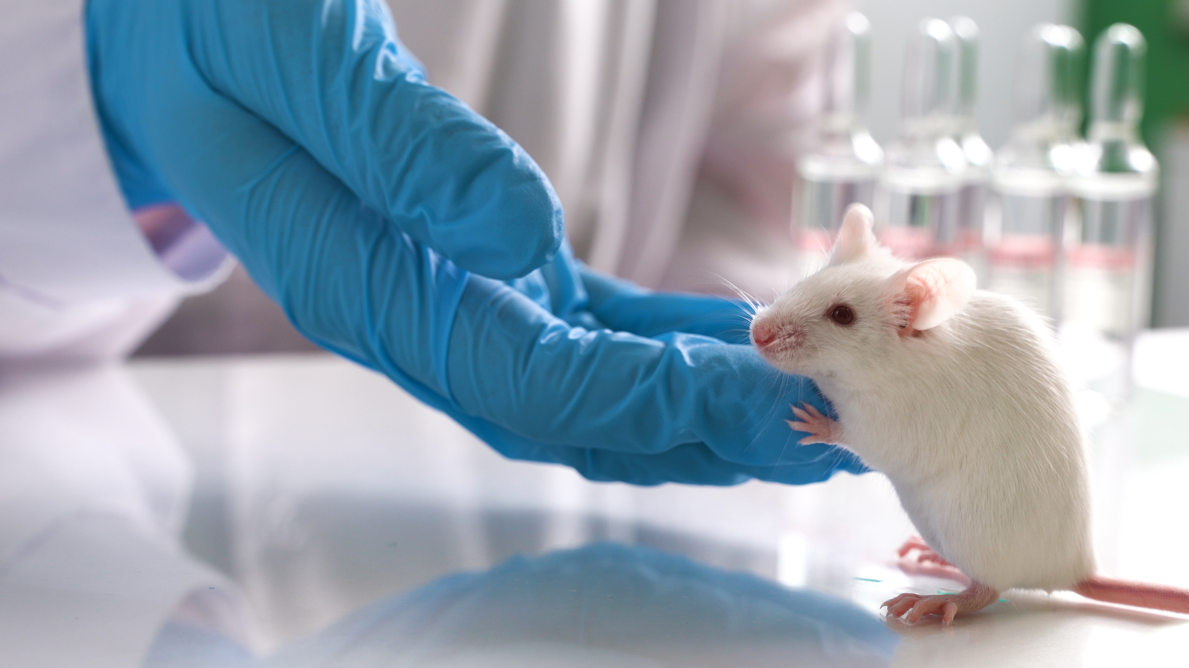 A team of researchers based in China and the US say rat forebrain tissues that grew within the adult mice in their experiment “were structurally and functionally intact”. Photo: Shutterstock