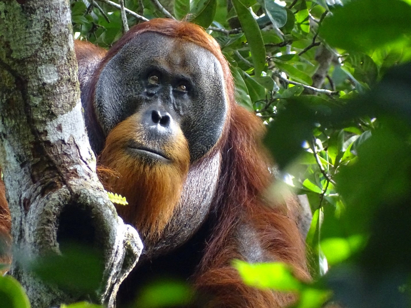 A male Sumatran orangutan named Rakus is seen after self-treating his wound using a medicinal plant. Photo: Reuters
