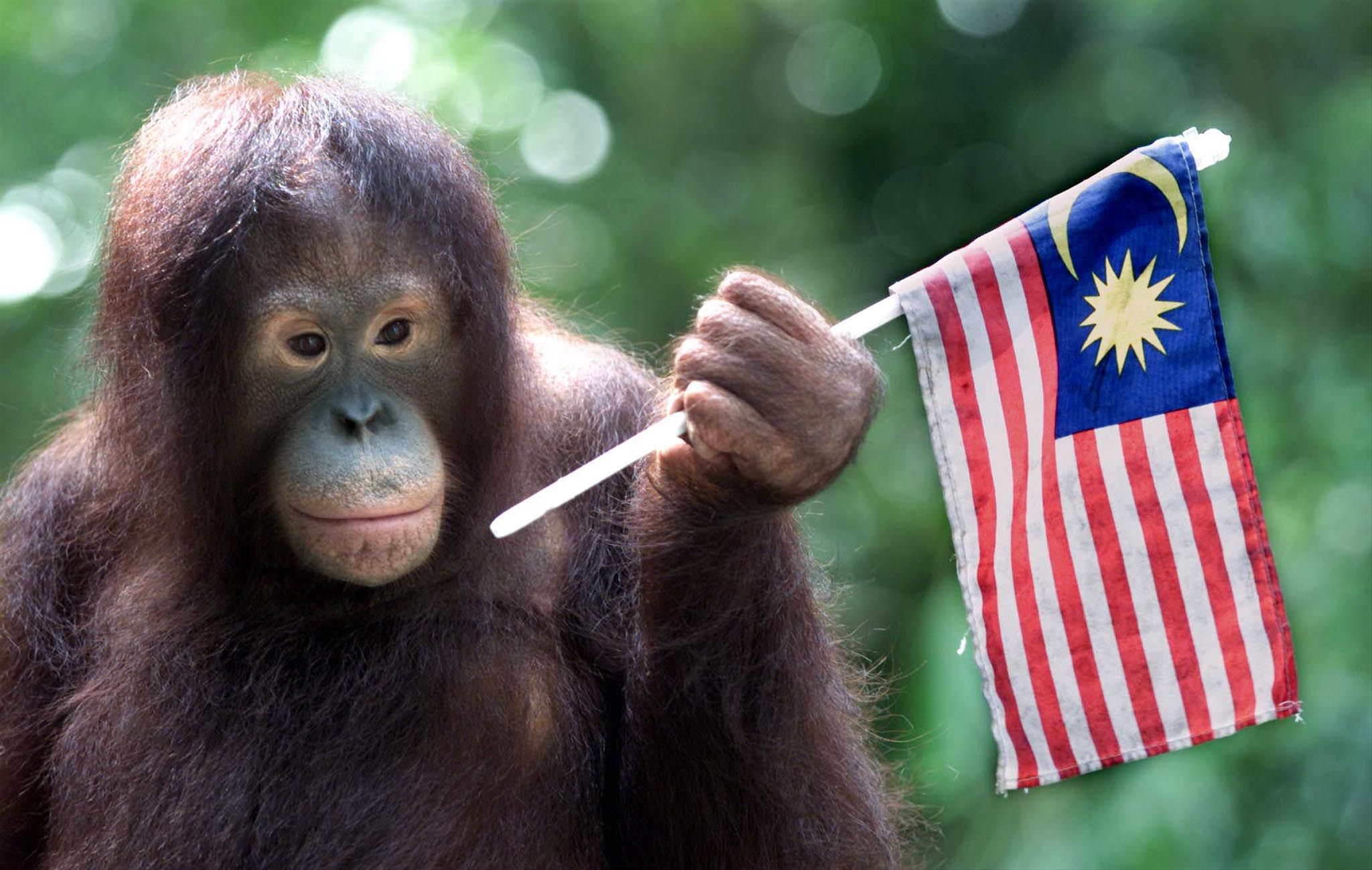 Manja the orangutan waves a Malaysian flag during a show at the National Zoo in Kuala Lumpur in 2000. Photo: Reuters 