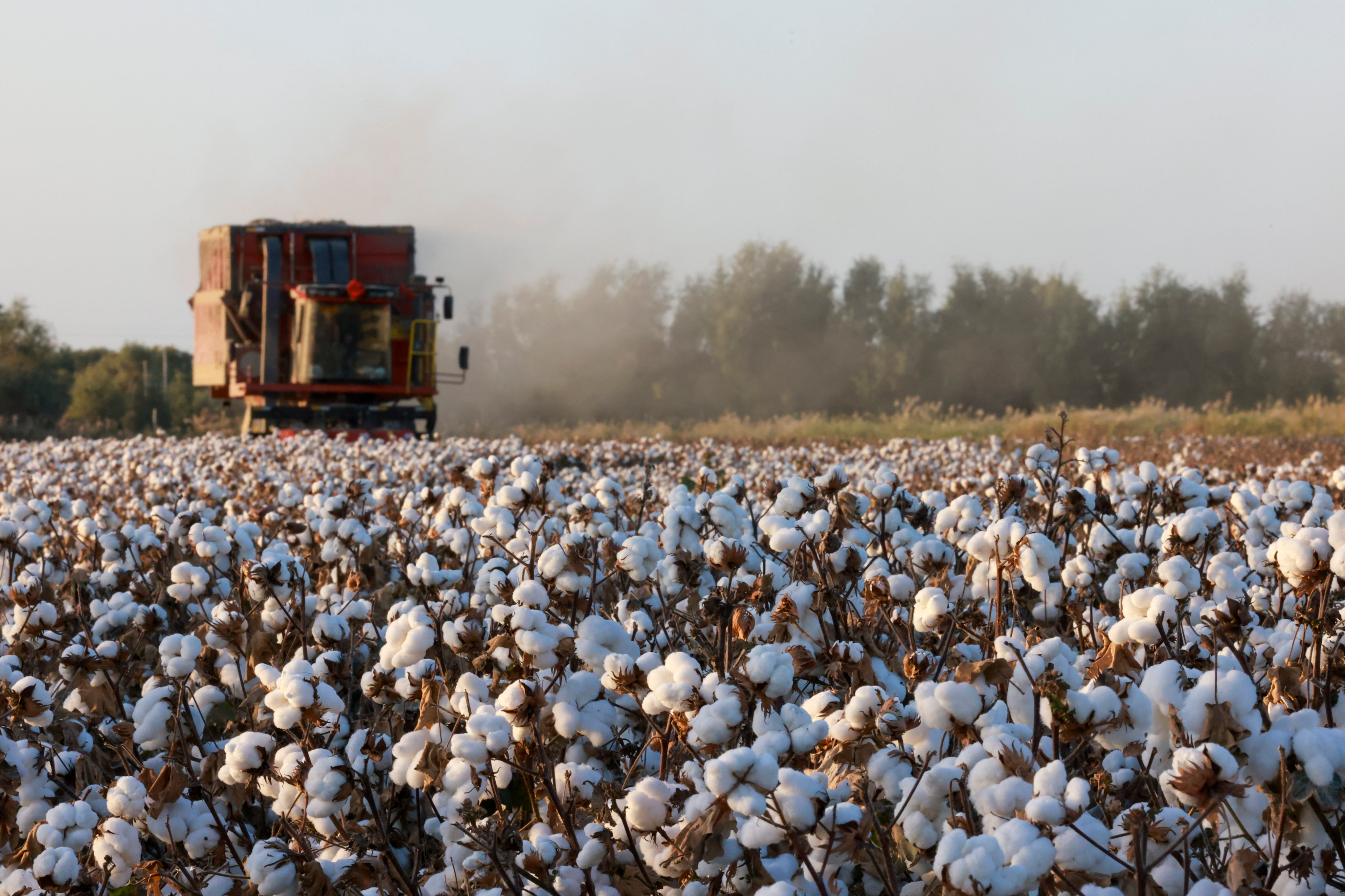 A cotton picker vehicle is seen at work in Xinjiang in September 2022. Photo: Xinhua