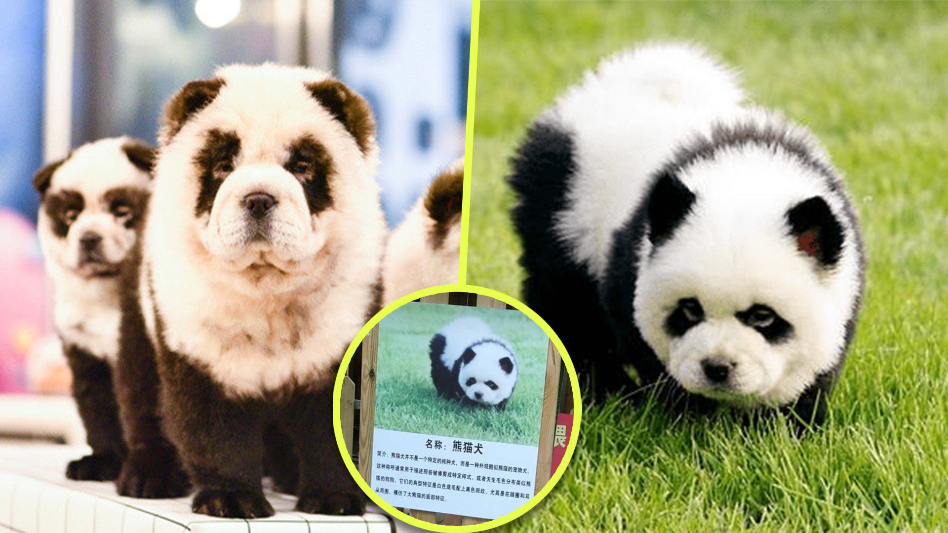 A zoo in China is facing allegations of animal cruelty for putting dyed dogs on display which look like, but are not, Giant Pandas. Photo: SCMP composite/Weibo/163.com