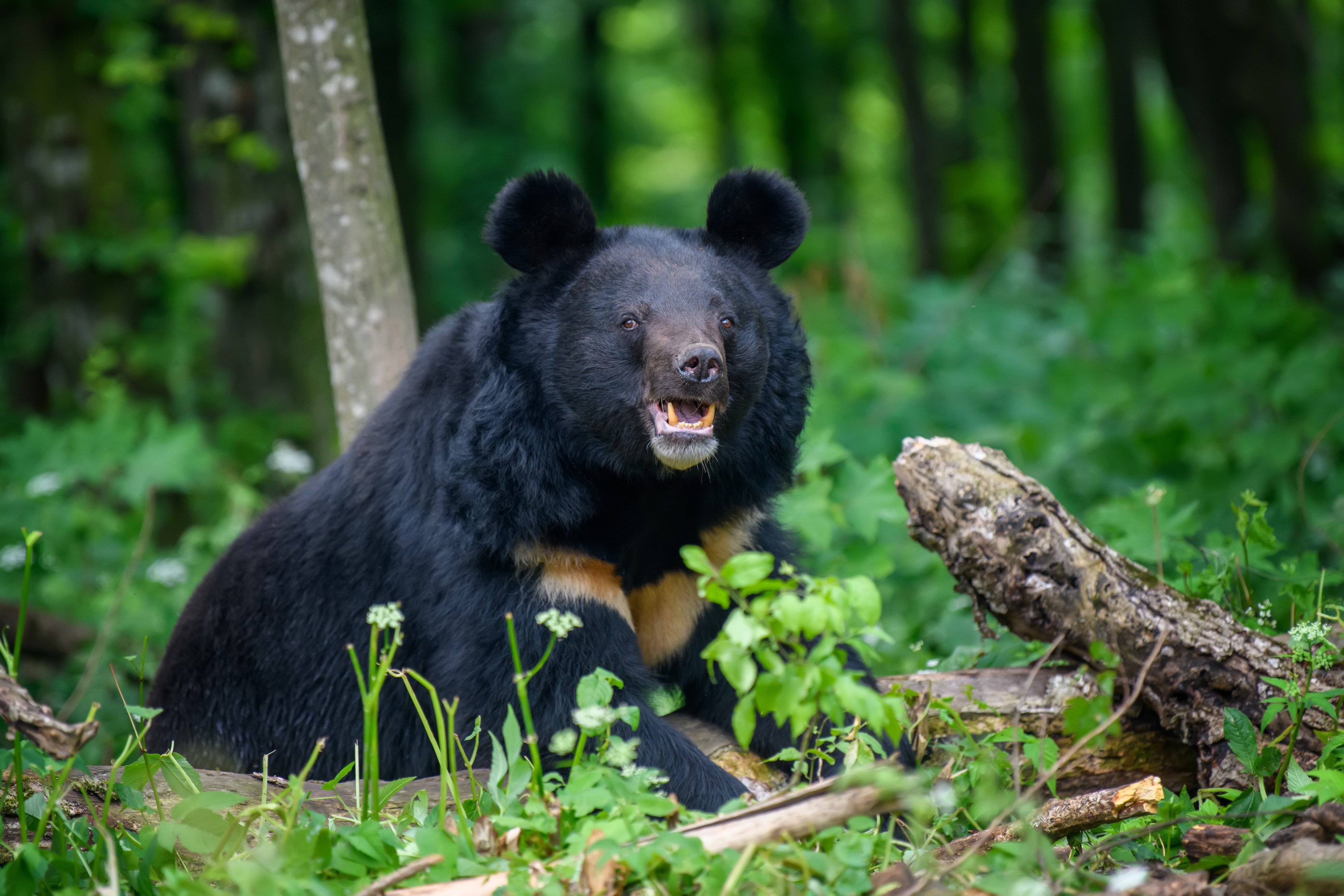 Would you rather be approached by a random man or … a bear? It’s a question about women’s safety that is going viral on social media. Photo: Shutterstock
