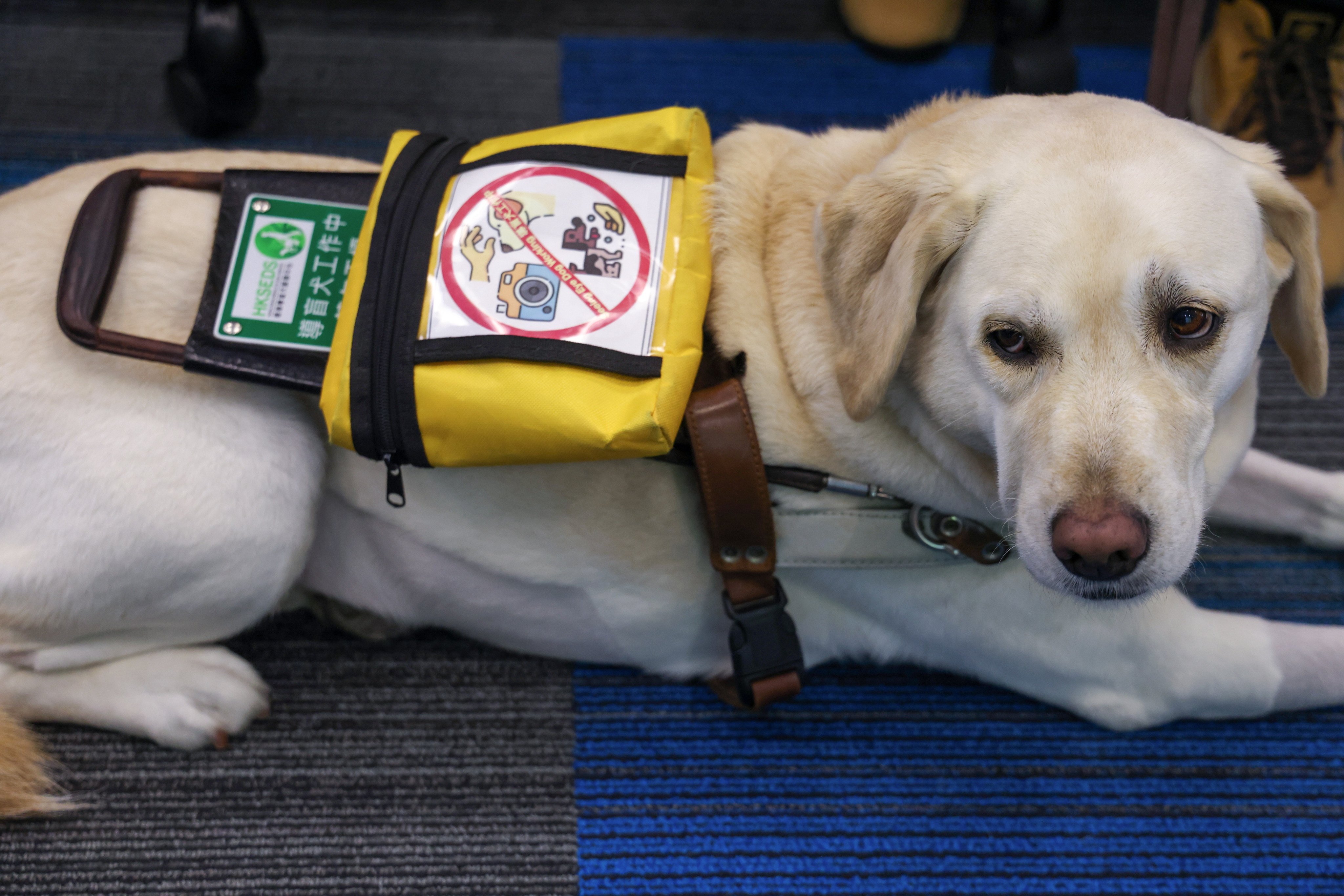 As of April this year, there were more than 50 trained guide dogs in Hong Kong. The animals help perform tasks for people with visual impairments. Photo: Jelly Tse