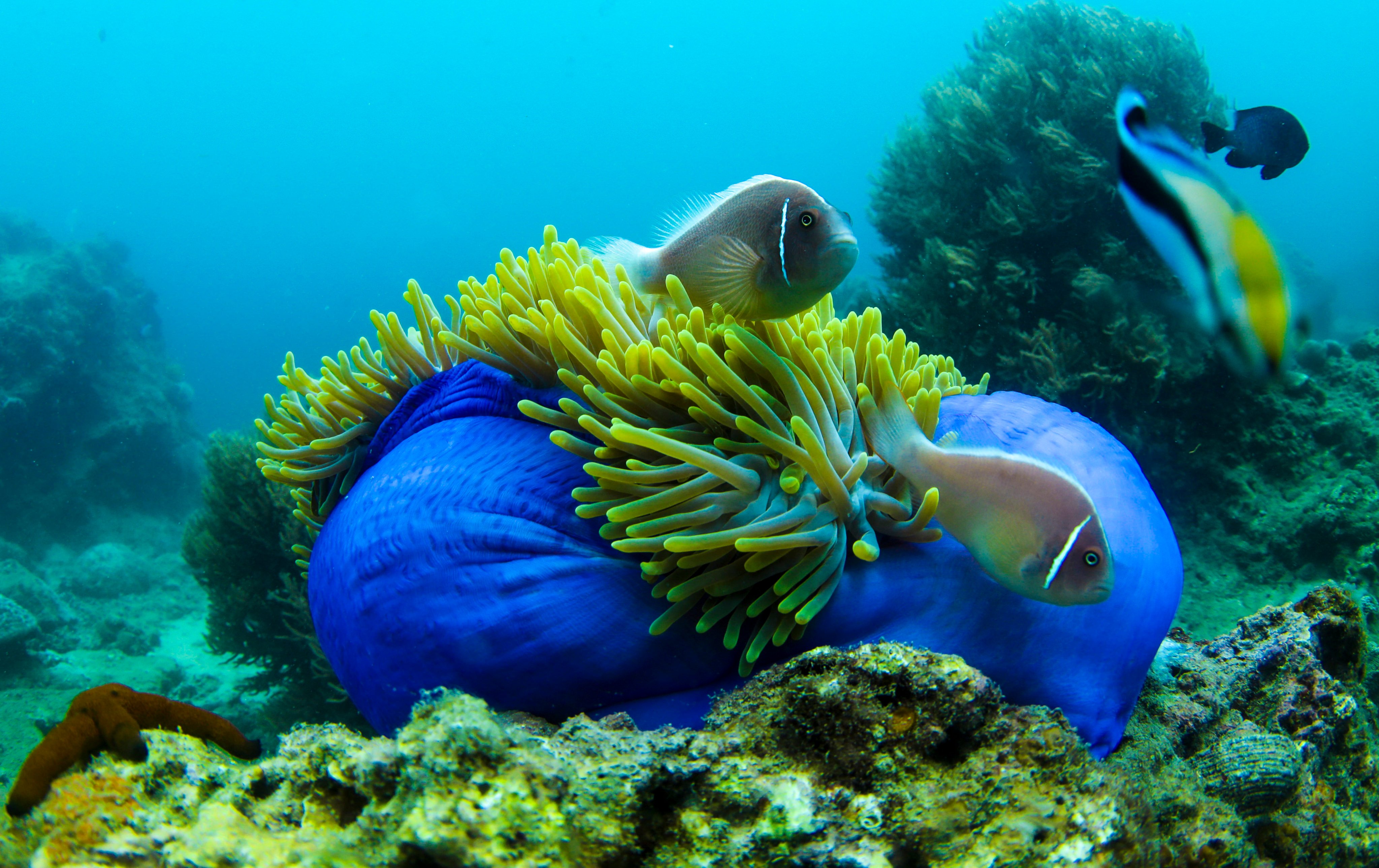 Fish and sea anemones at a marine ranch in the sea around Wuzhizhou Island in Sanya in south China’s Hainan province in June 2020. Around the world, countries are setting up marine protected areas as part of the fight against biodiversity loss. Xinhua: Yang Guanyu