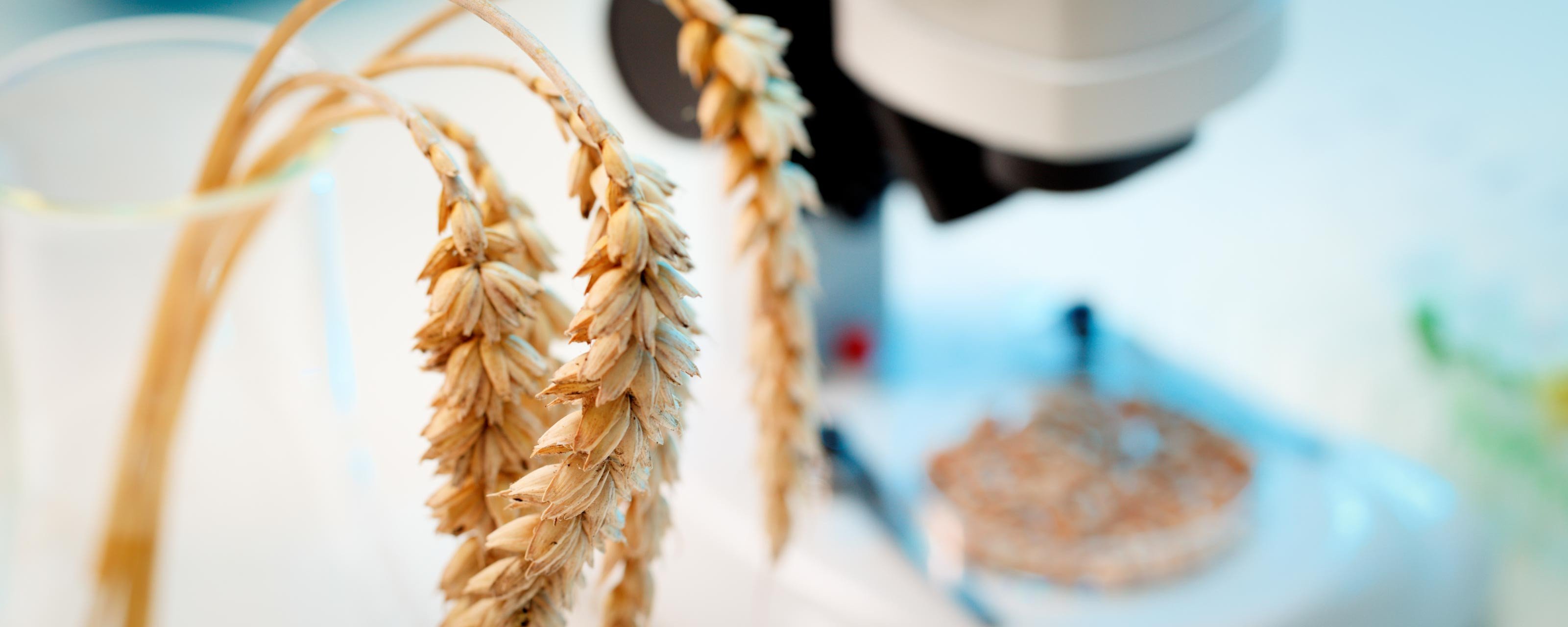 The wheat genome was edited to boost resistance to powdery mildew. Photo: Shutterstock 