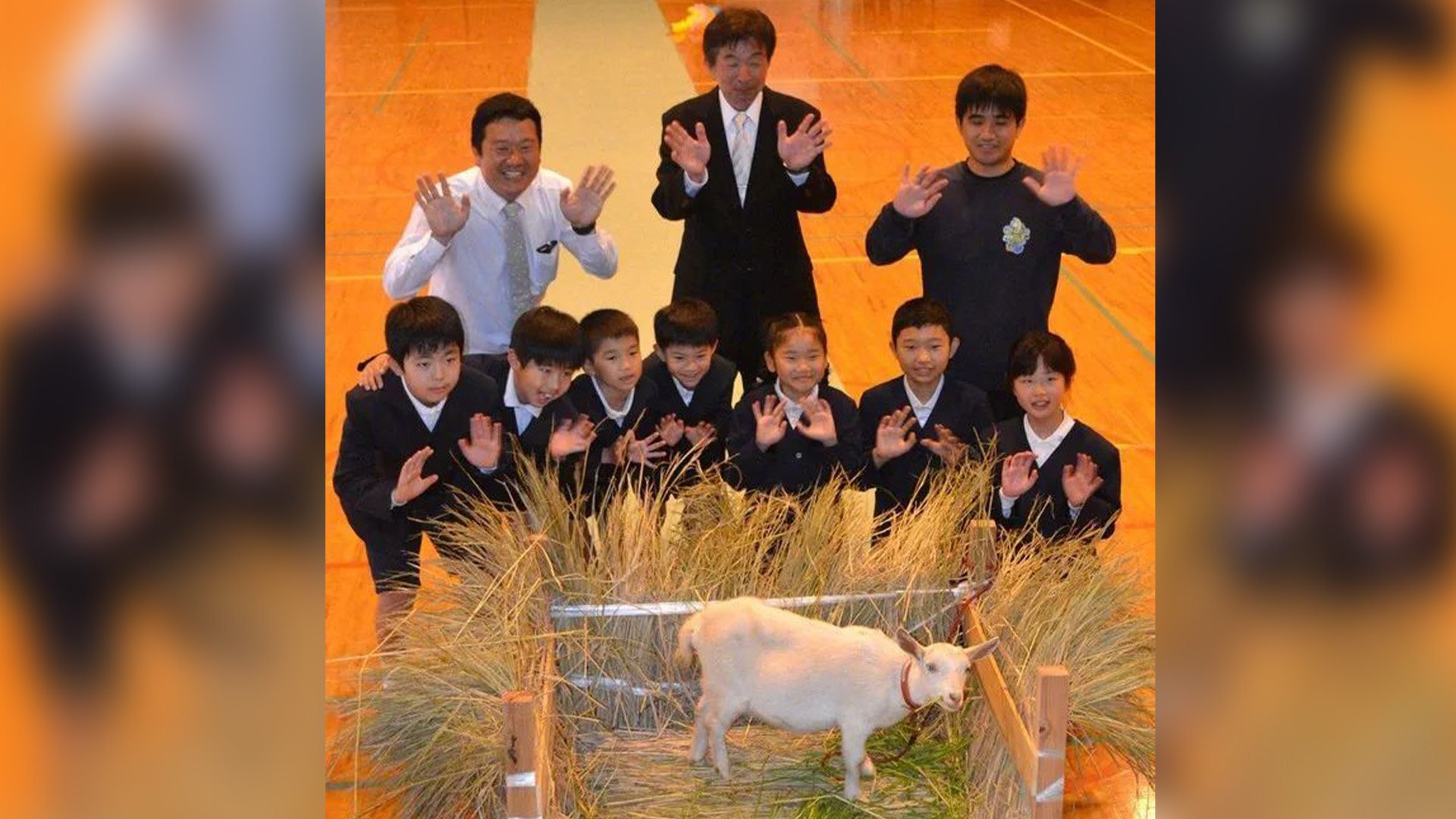 A rural Japanese primary school with just eight pupils has enrolled a baby goat as a “student” to add “lively vibes” to its campus. Photo: Weibo