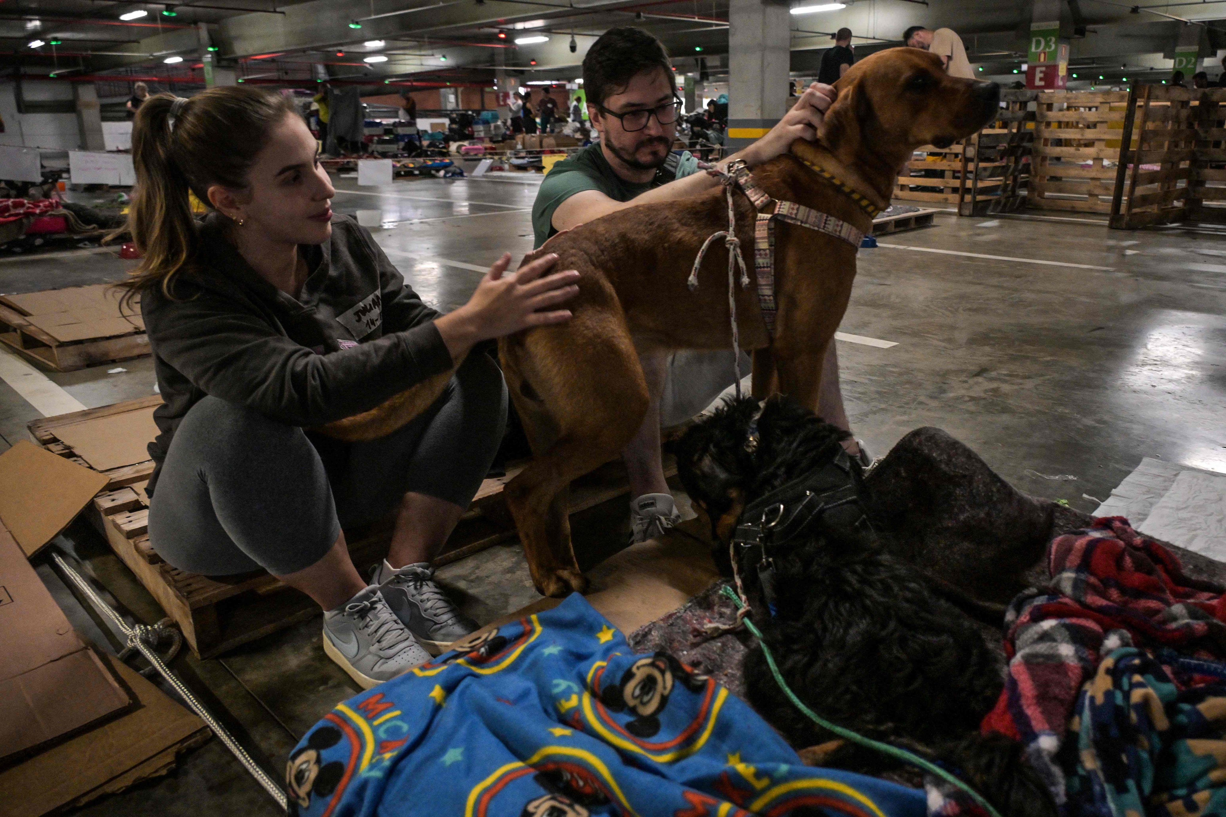 Volunteers take care of dogs at an animal shelter in Brazil. Photo: AFP
