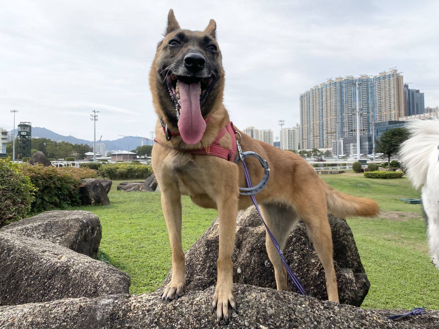 Wu Tsui is a cheerful rescue who survived an abusive situation. She is staying at the SPCA’s centre in Tsing Yi. Photo: Handout