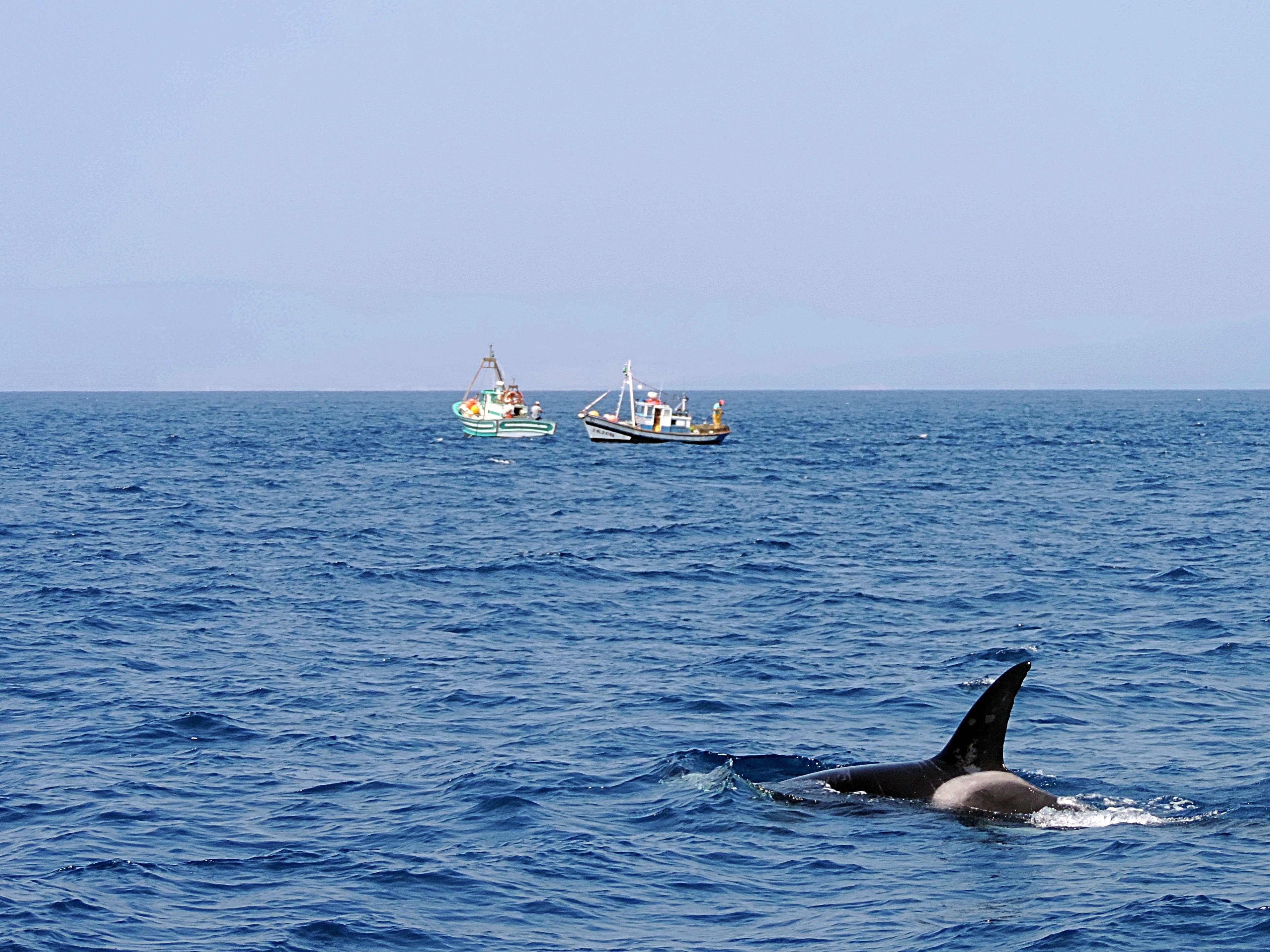 An Orca whale in the Mediterranean Sea, off the coast of Spain. File photo: Shutterstock
