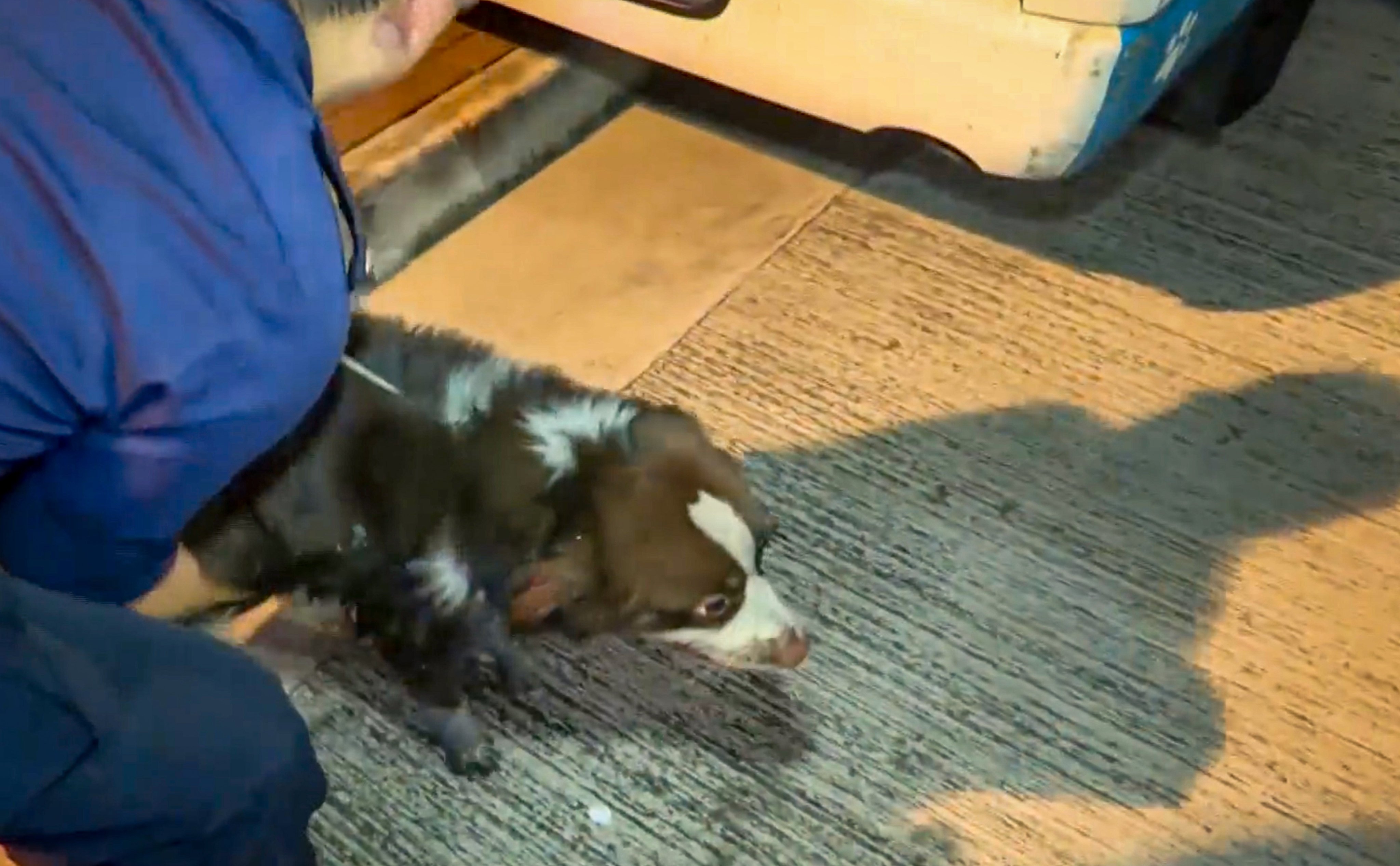 A dog, two cats, three birds and a marten have died in a fire. Photo: Cable TV news