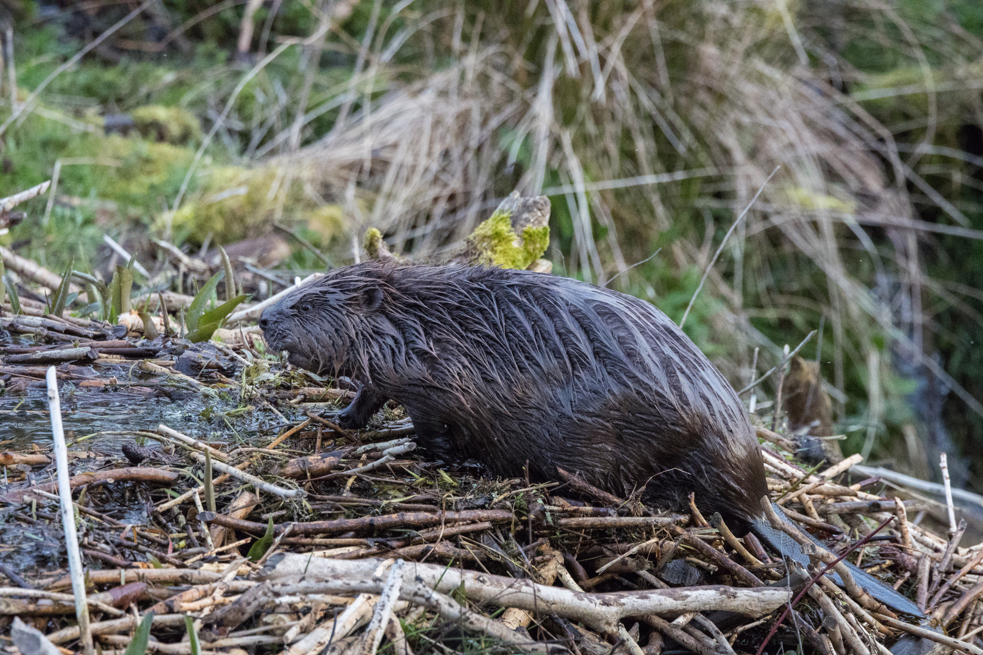 A beaver on the Bamff Estate in the Scottish Highlands. Photo: Daniel Allen