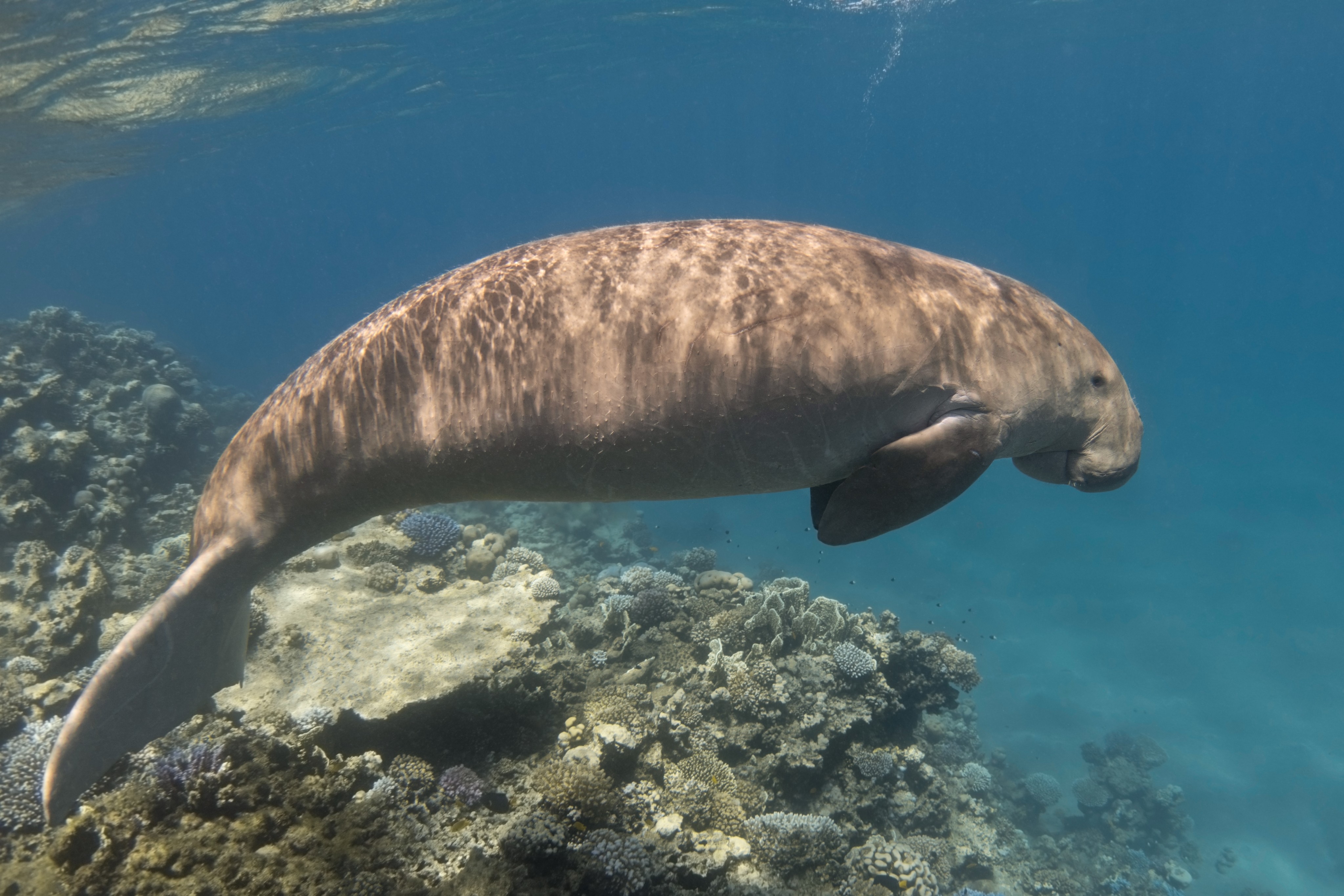 The dugong, a shy, benign snub-nosed marine mammal and cousin of the manatee, has vanished from the waters around the Andaman Sea island. Photo: Shutterstock