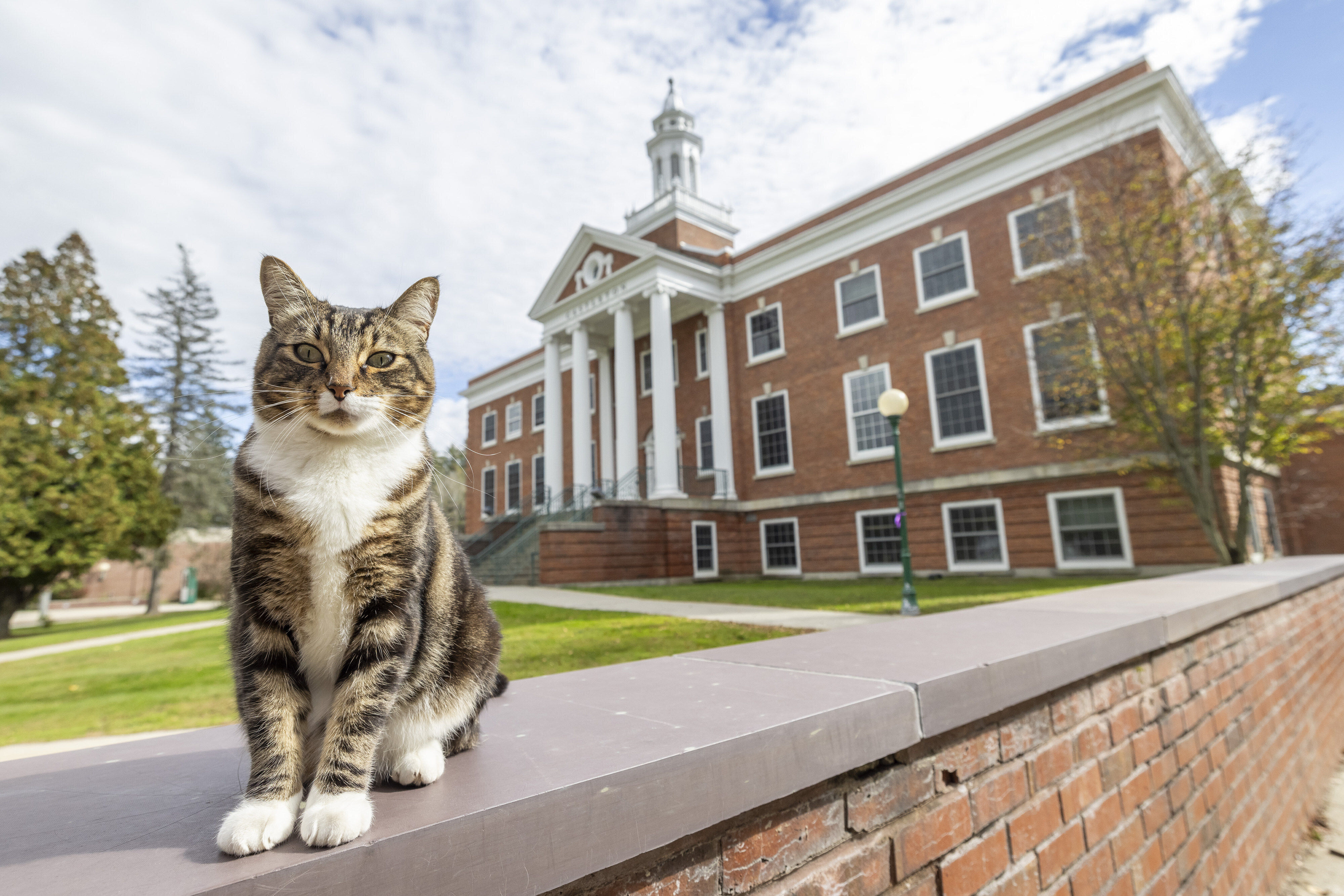 Max the cat stands in front of Woodruff Hall at Vermont State University Castleton in October. Photo: Vermont State University via AP
