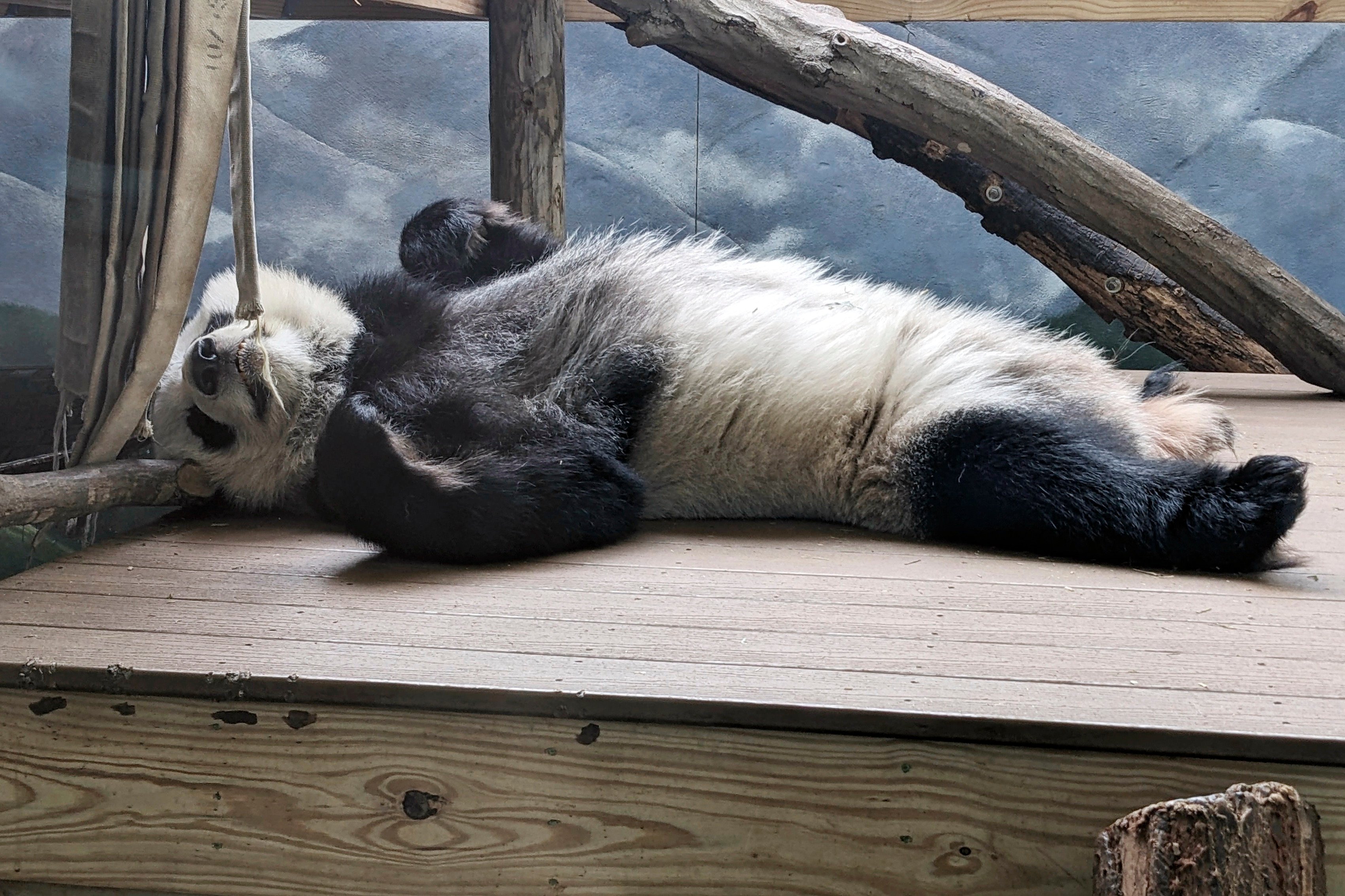 One of four pandas at Zoo Atlanta rests in their habitat in December. Photo: AP
