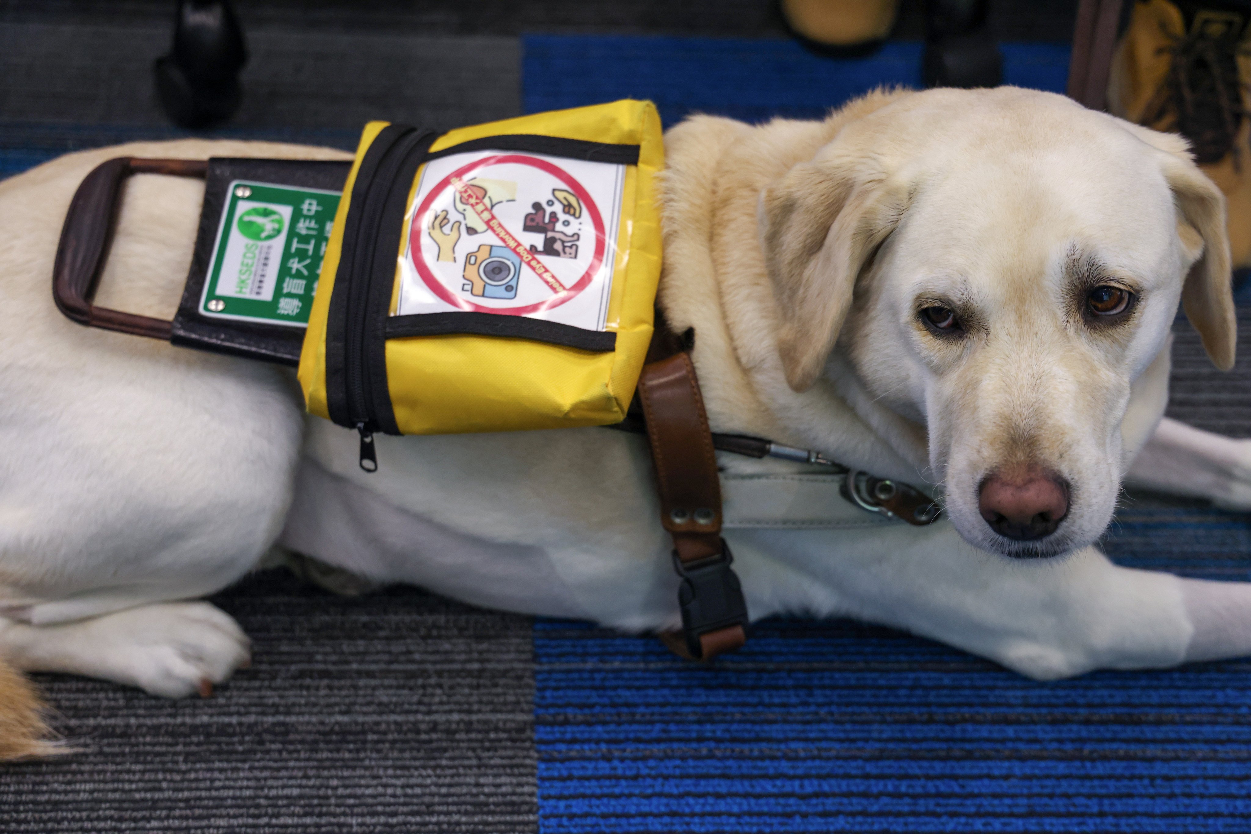 As of April this year, there were more than 50 trained guide dogs in Hong Kong. The animals help perform tasks for people with visual impairments. Photo: Jelly Tse
