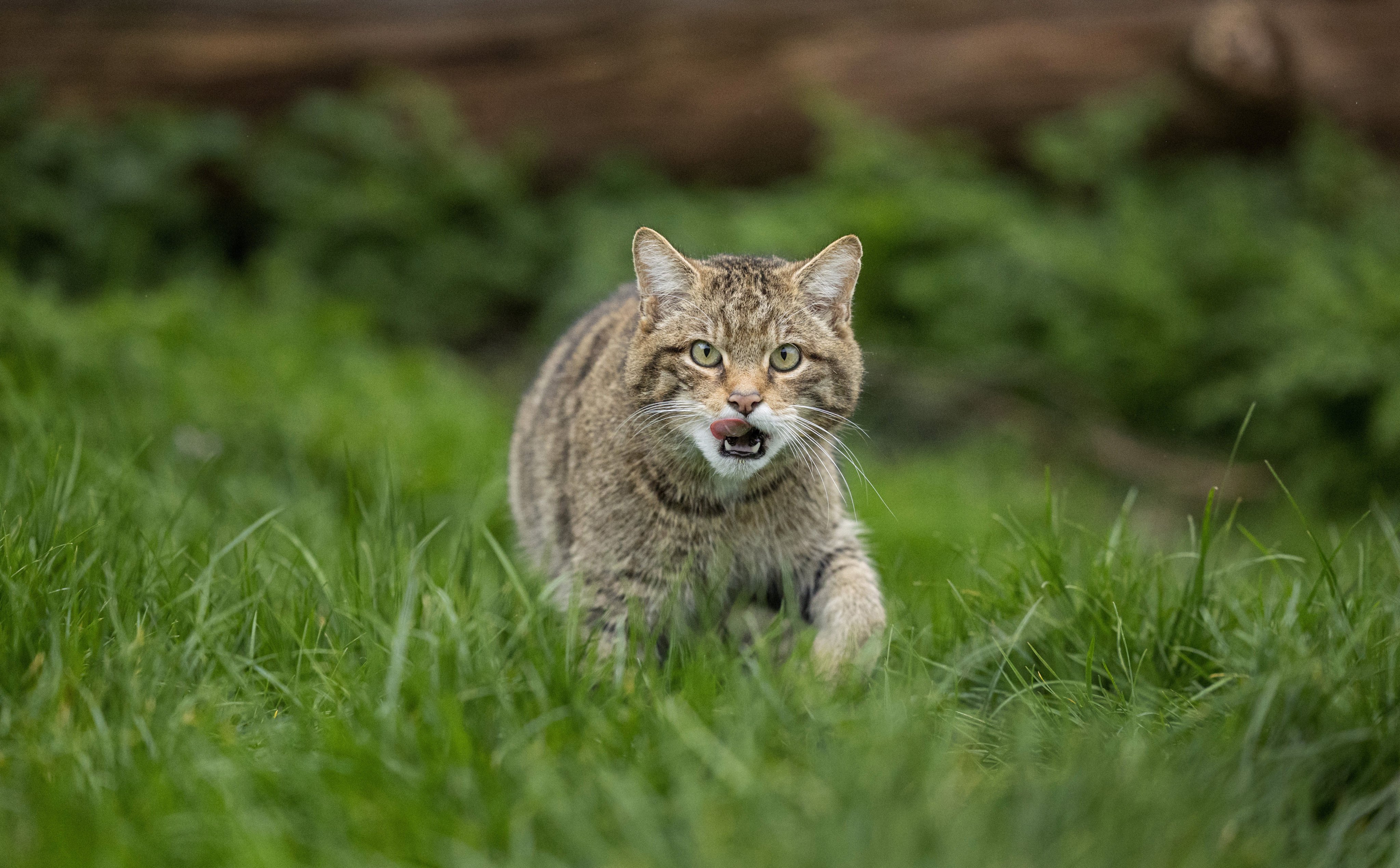 A group of 19 Scottish wildcats was released into the Cairngorms National Park in 2023. Photo: Daniel Allen