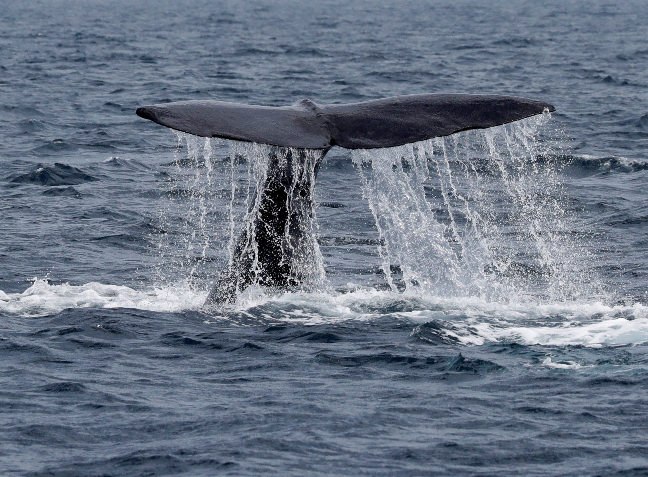 A whale raises its tail above the water as it dives near Hokkaido in 2019. Japan plans to add fin whales to its commercial hunting list. Photo: Reuters