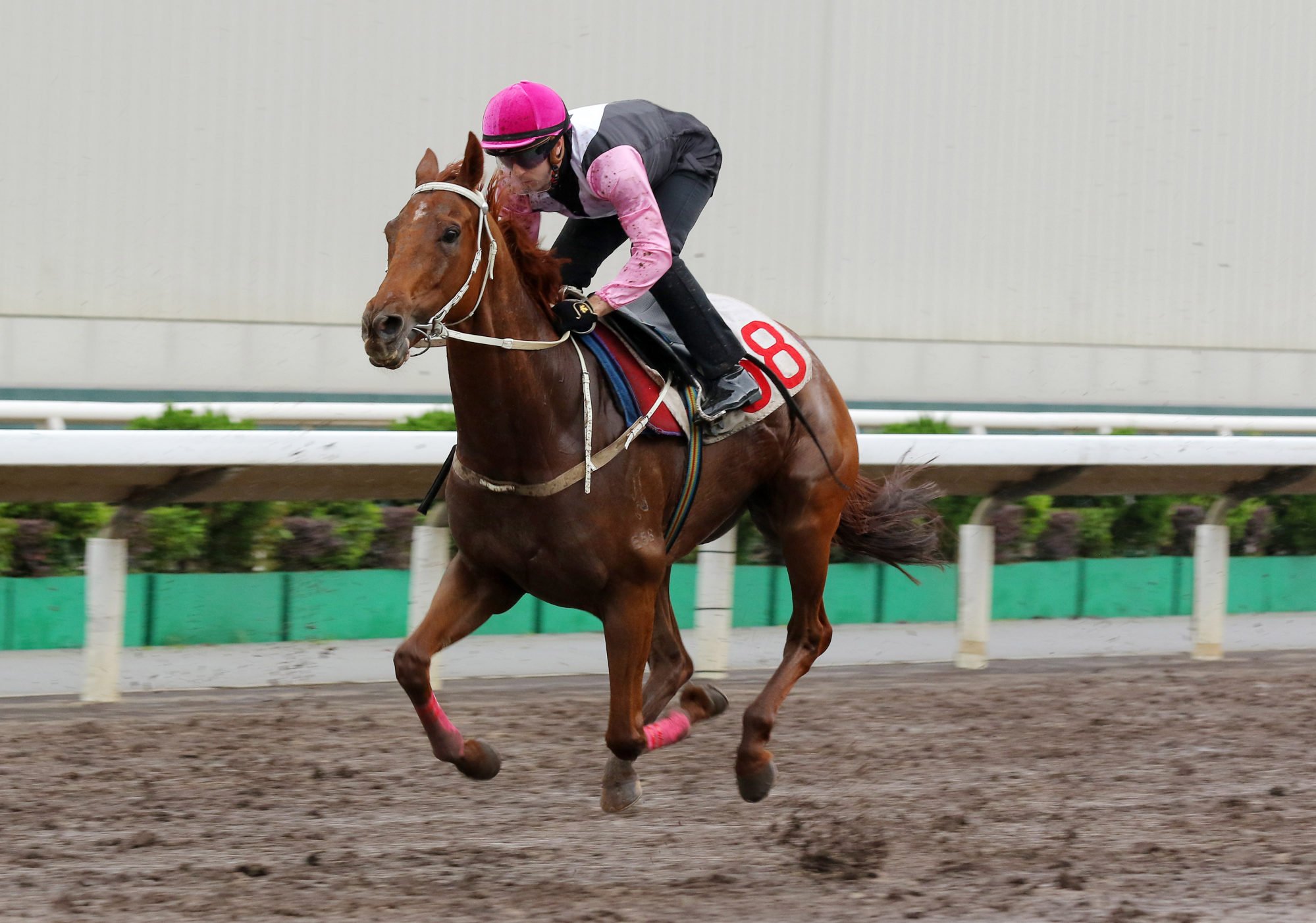 Beauty Joy trials under Brenton Avdulla at Sha Tin on Tuesday morning.