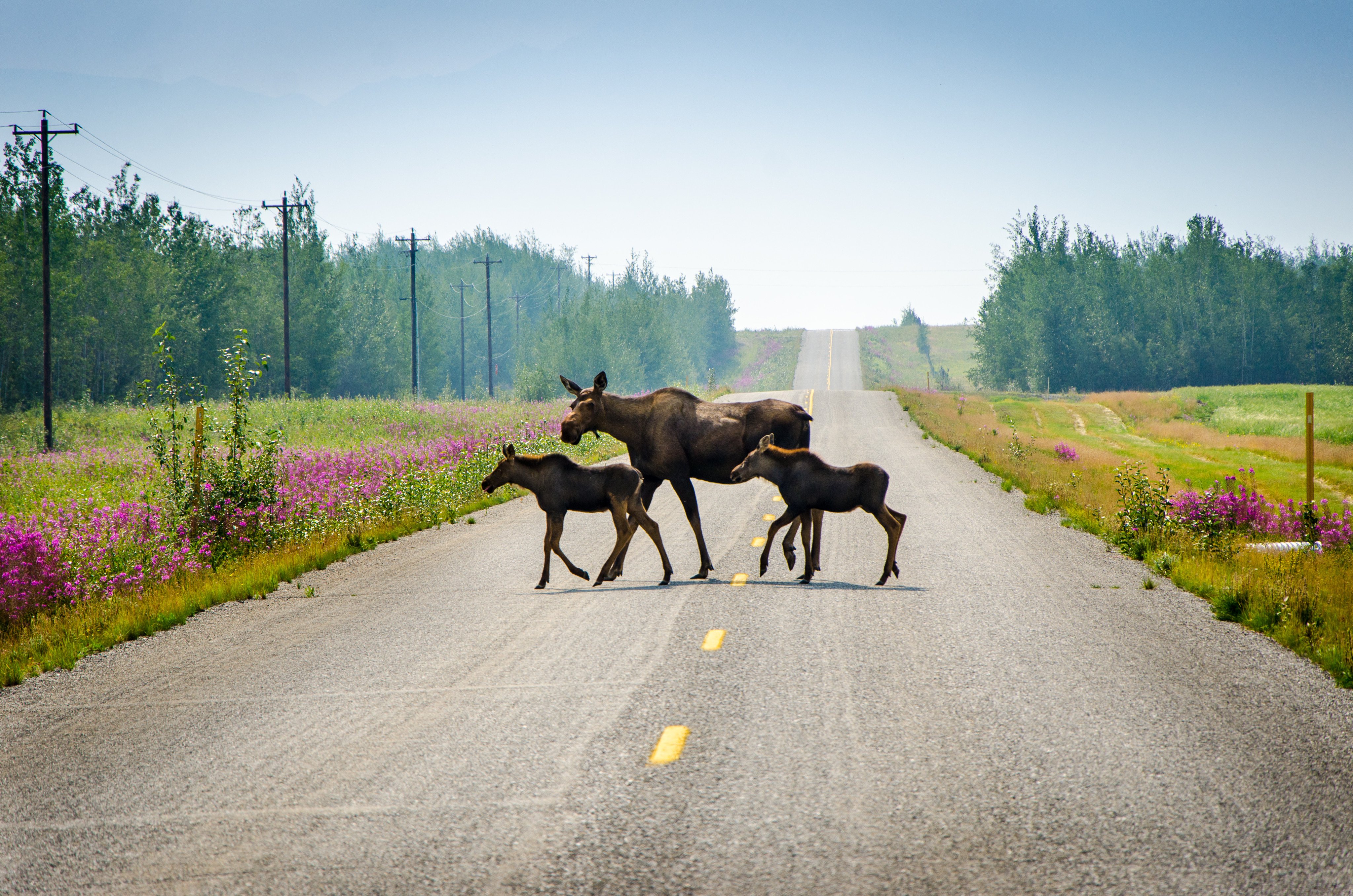 There are up to 200,000 moose in Alaska, a state with a human population of about 737,000. File photo: Shutterstock