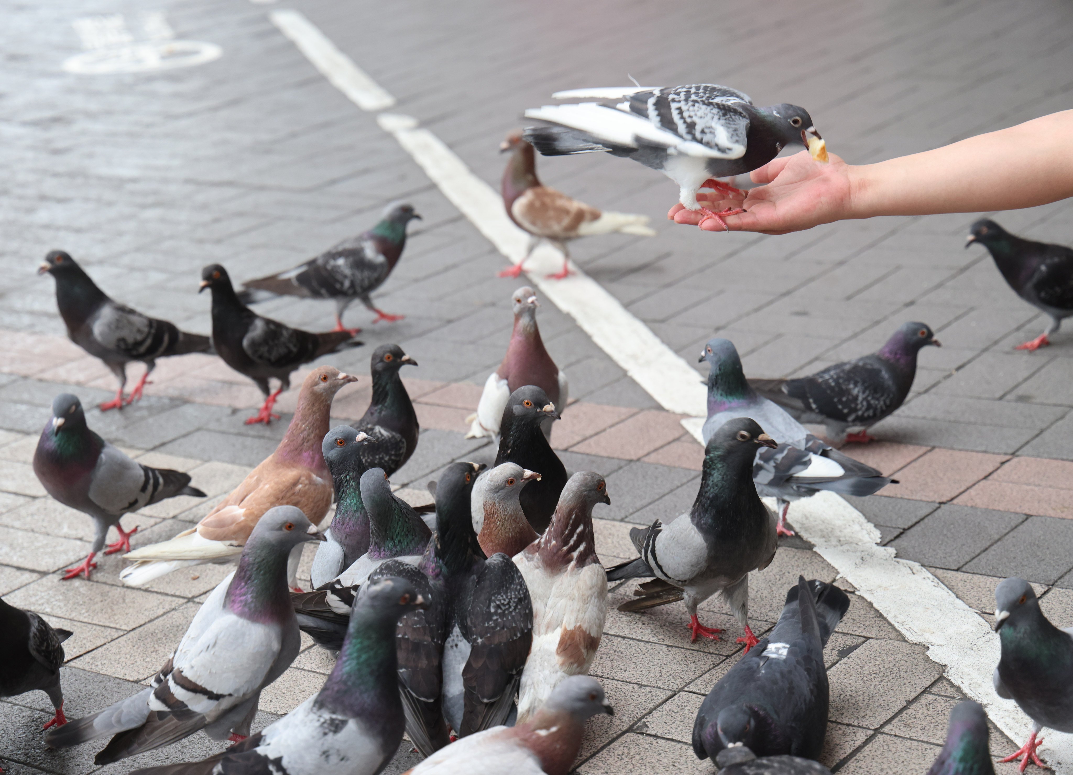 Hong Kong will ban pigeon feeding on August 1. Photo: Jelly Tse