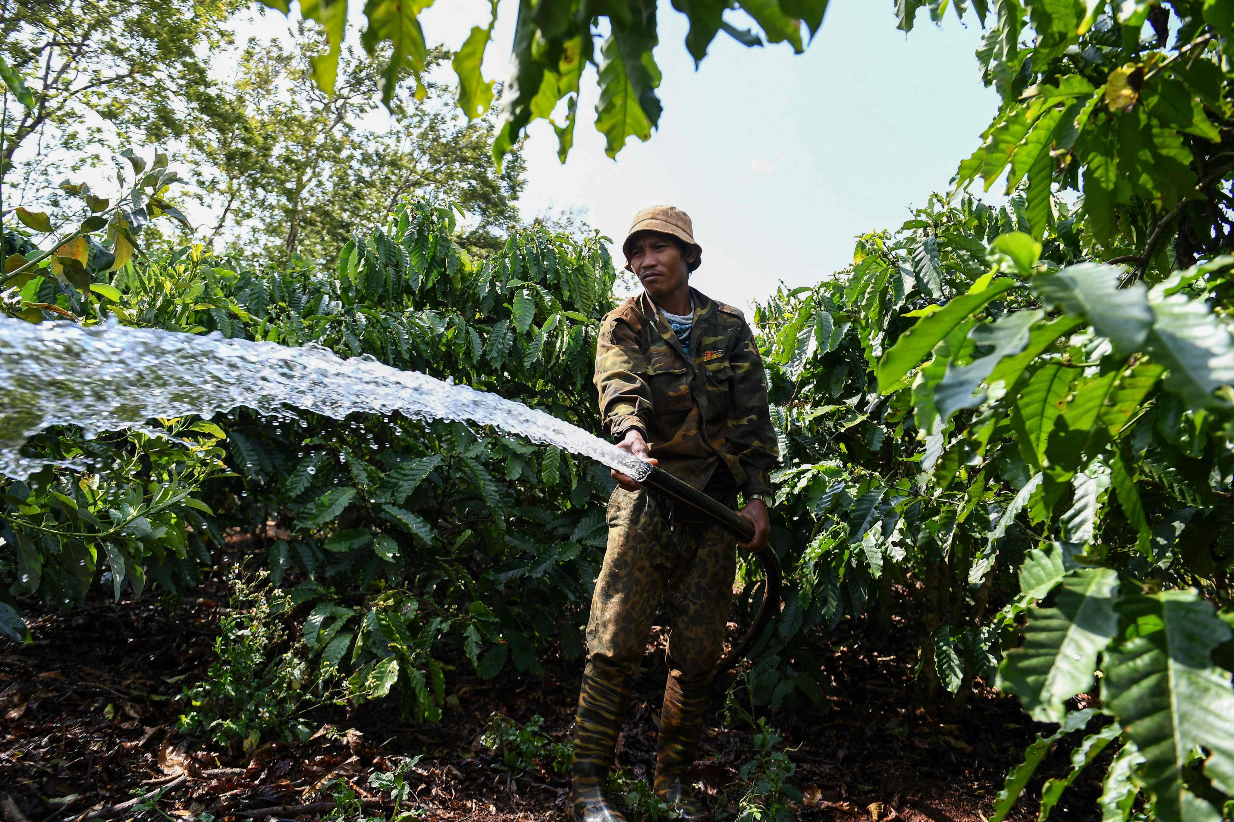 A farmer watering coffee plants in Vietnam’s central highlands near Buon Ma Thuot in Daklak province on March 13, 2023. Photo: AFP