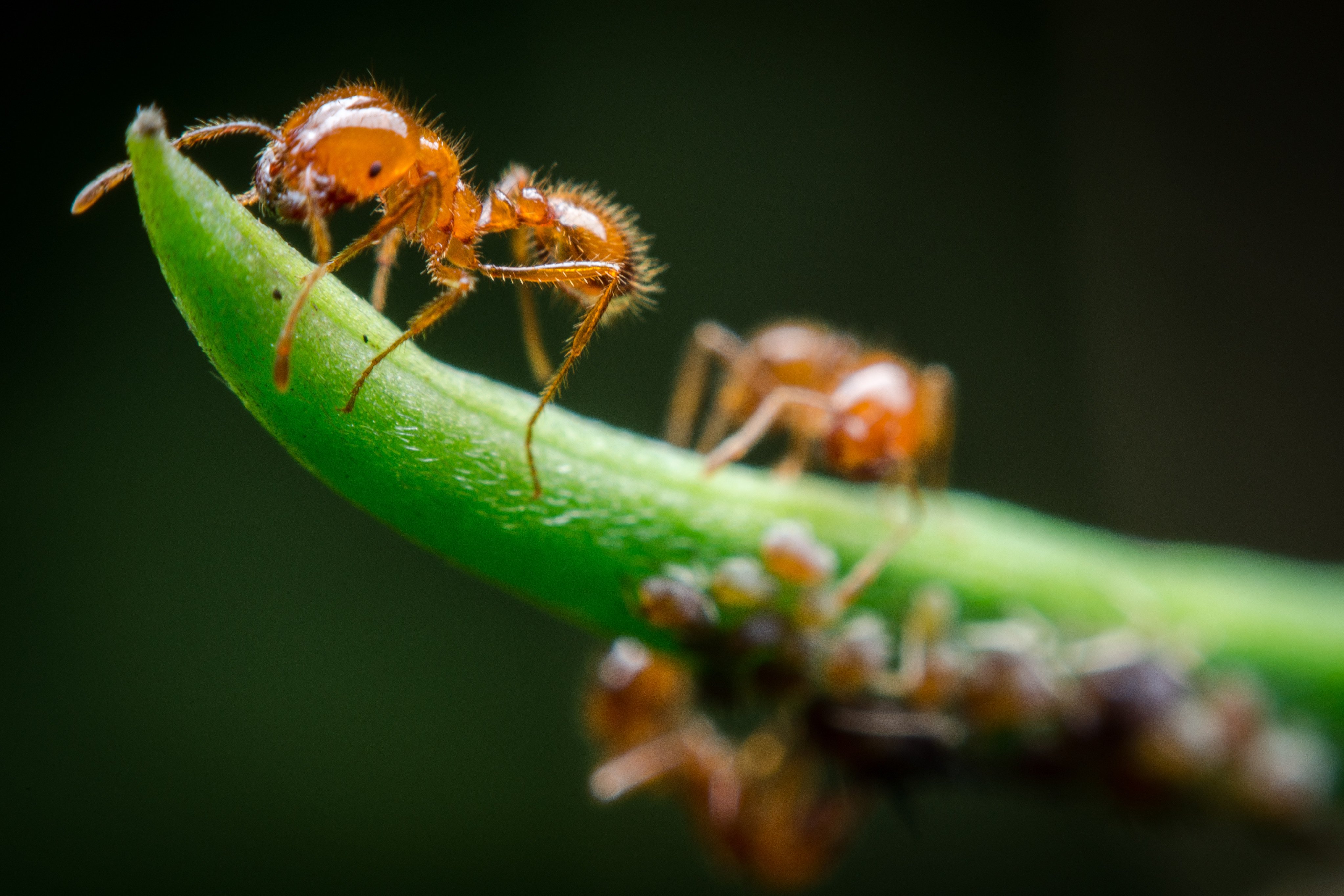 Red fire ants. The first fire ants discovered in Japan were at ports in Osaka, Nagoya and Kobe in 2017. Photo: Shutterstock