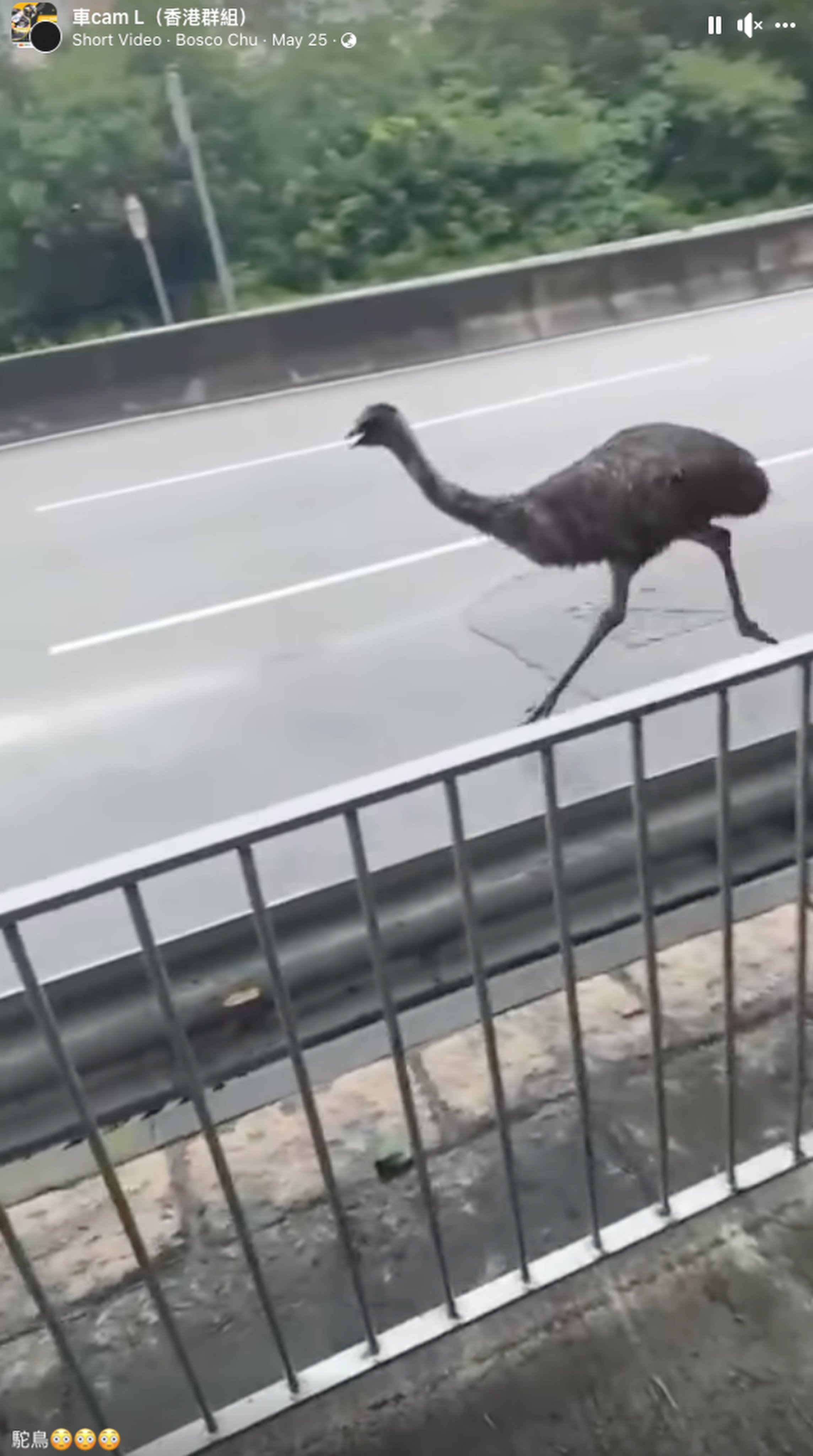 The bird was spotted racing along roads, sometimes against the direction of traffic. Photo: Facebook/Bosco Chu