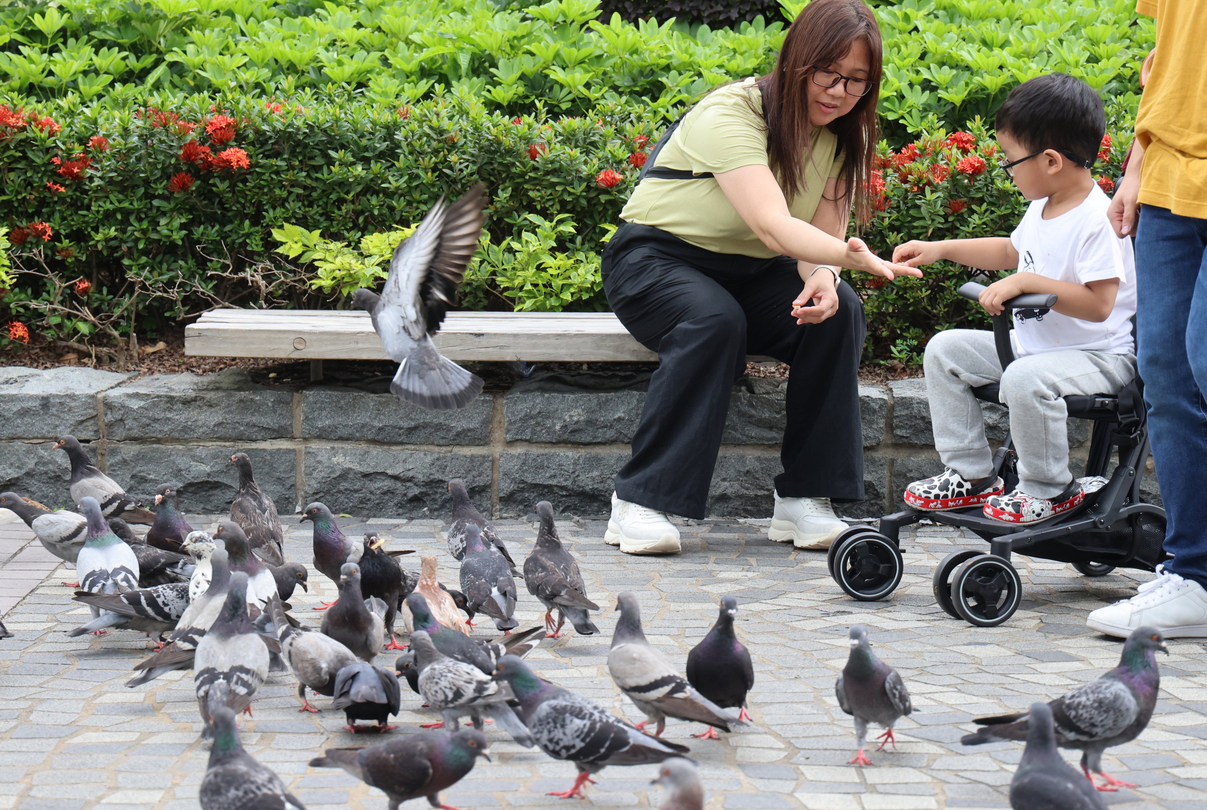 The city will also ban the feeding of pigeons from August 1. Photo: Jelly Tse