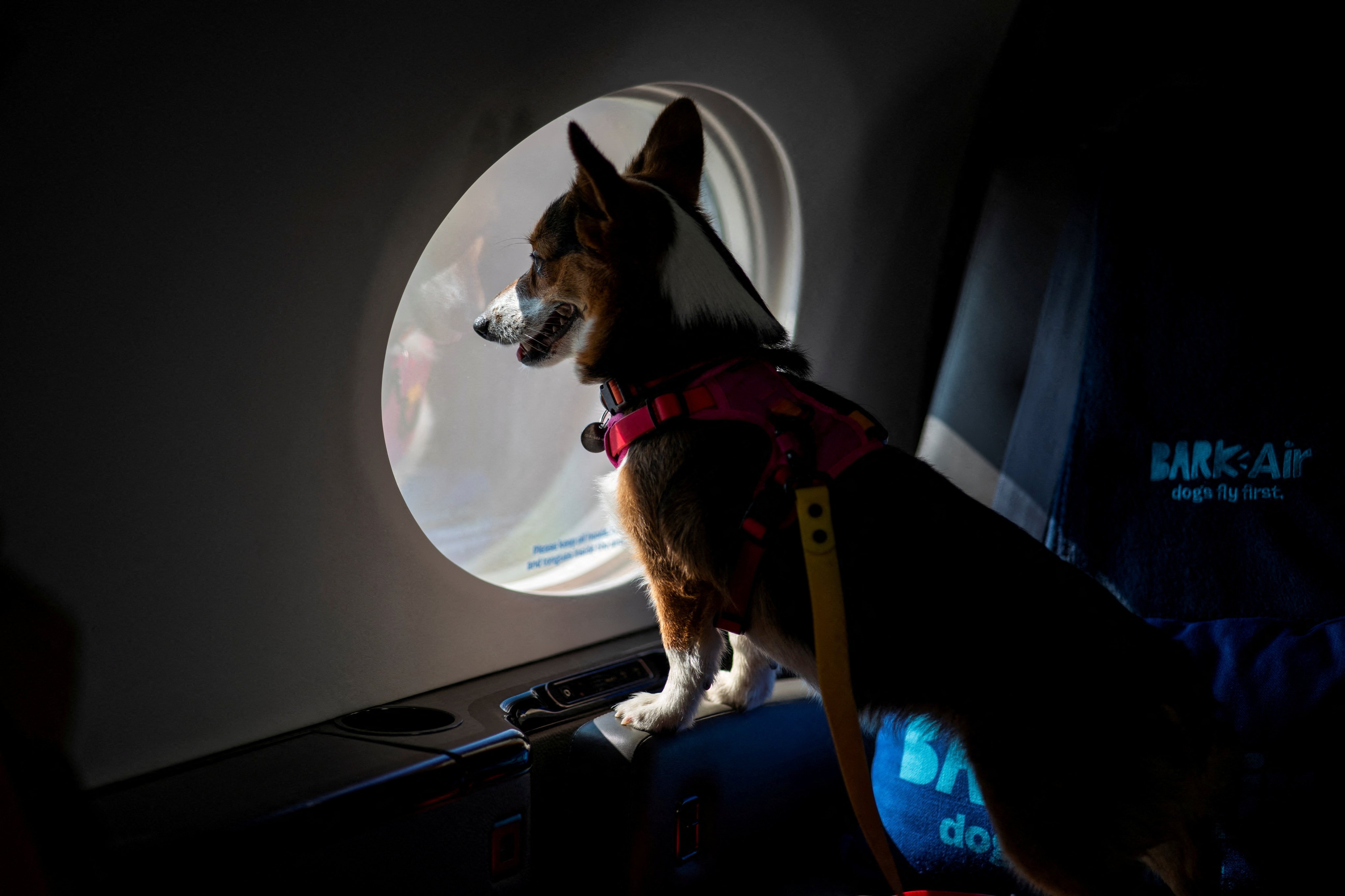 A dog looks out from a plane’s window during to introduce Bark Air, an airline for dogs. Photo: Reuters