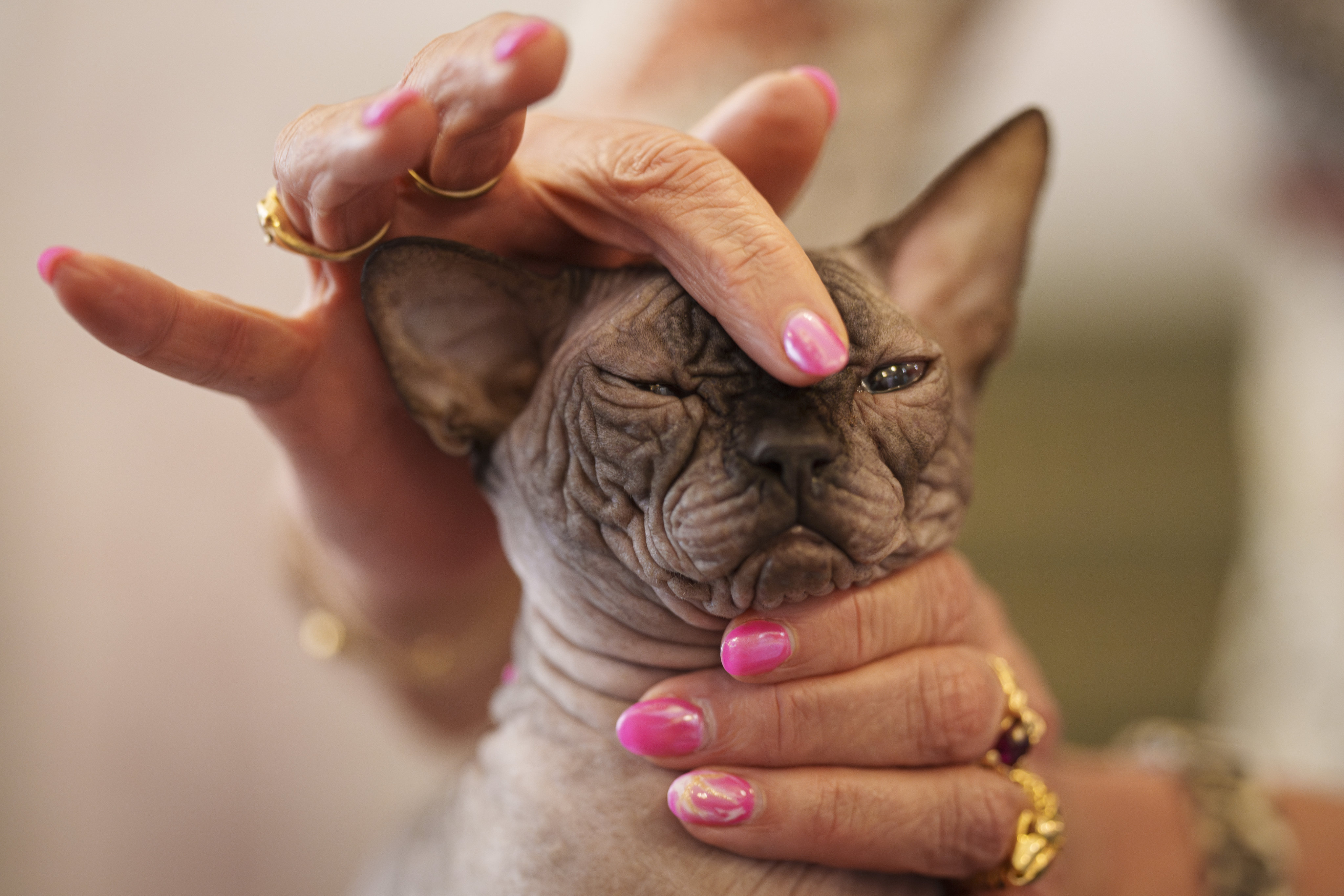 A cat is examined by a judge during an international feline beauty contest in Romania. Photo: AP