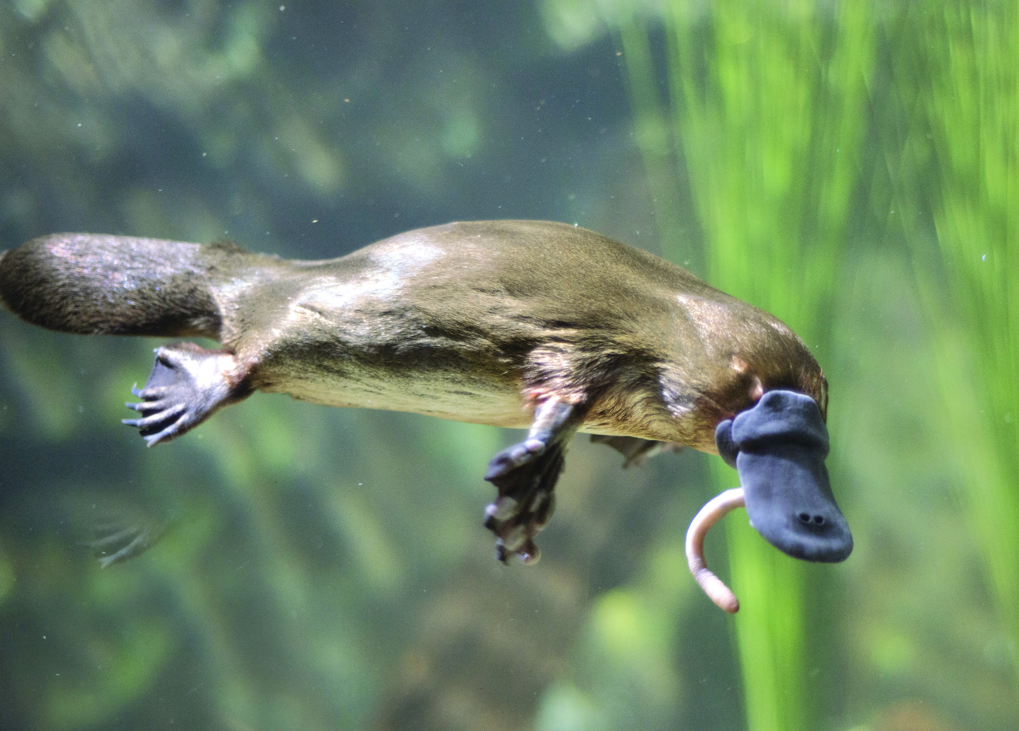 Australia’s platypus and four species of echidna are the only living monotremes, or egg-laying mammals. Photo: Shutterstock