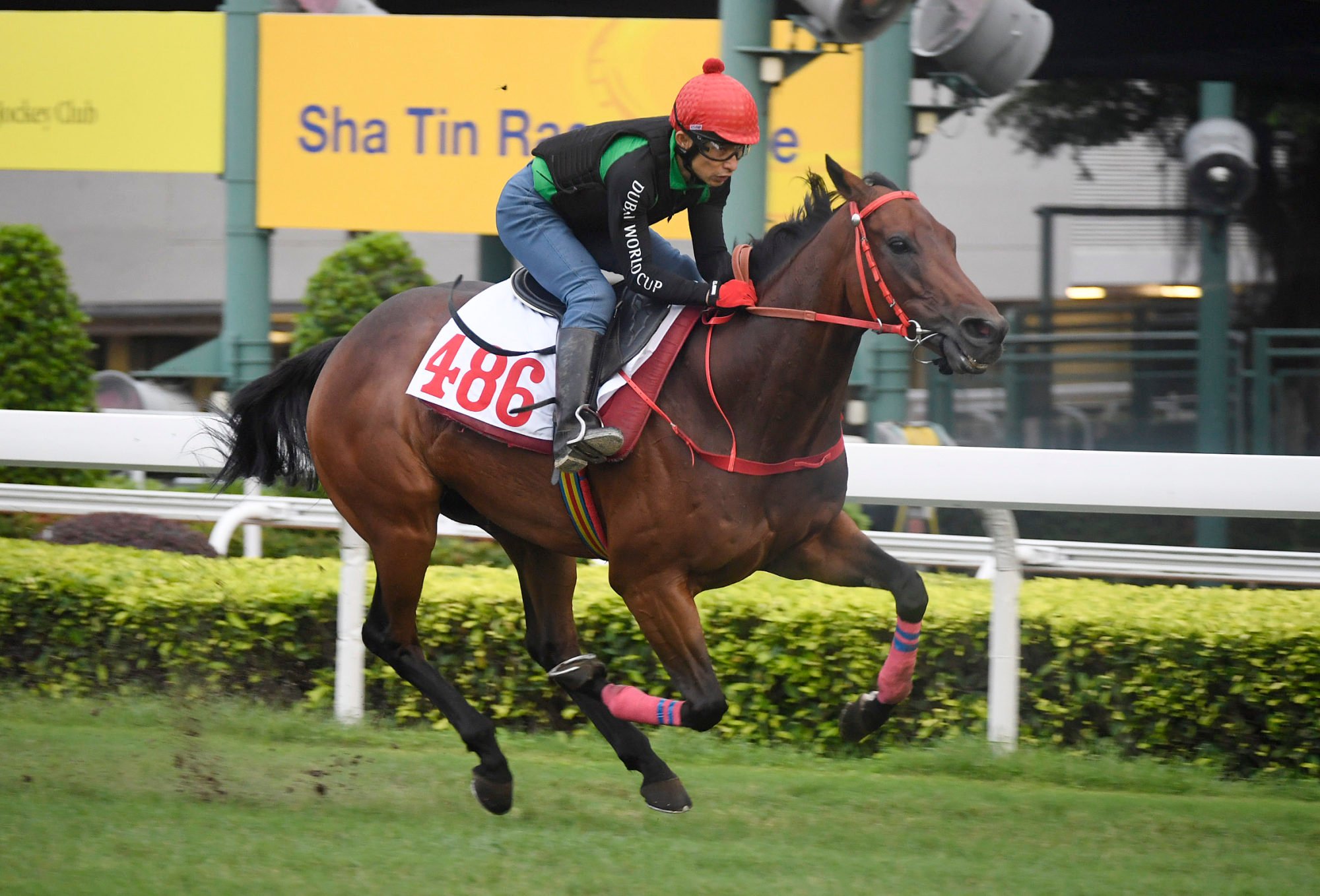 Romantic Warrior gallops on the Sha Tin turf earlier this month.