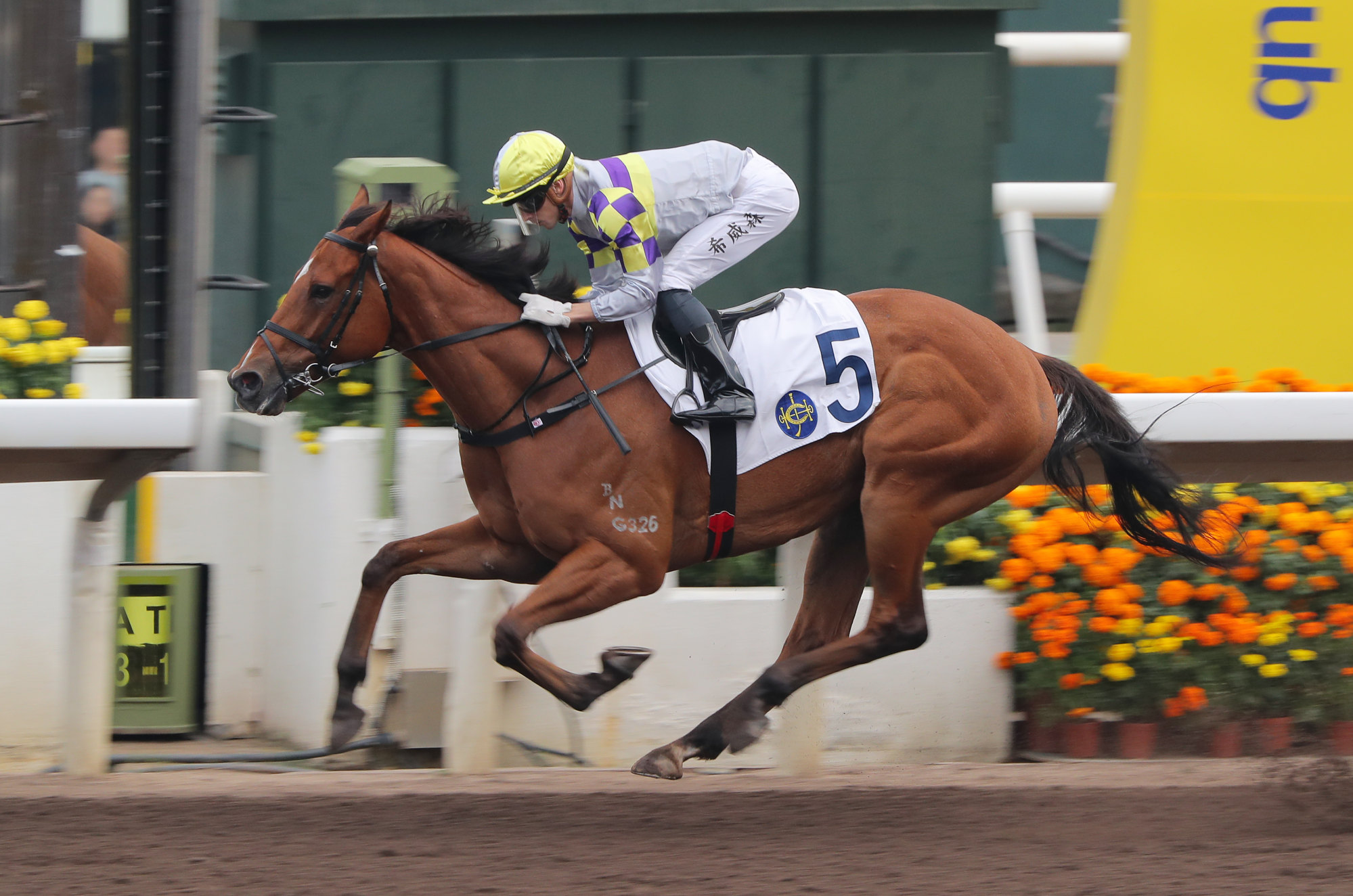 Yellowfin lands his first win on the all-weather track at Sha Tin last December.