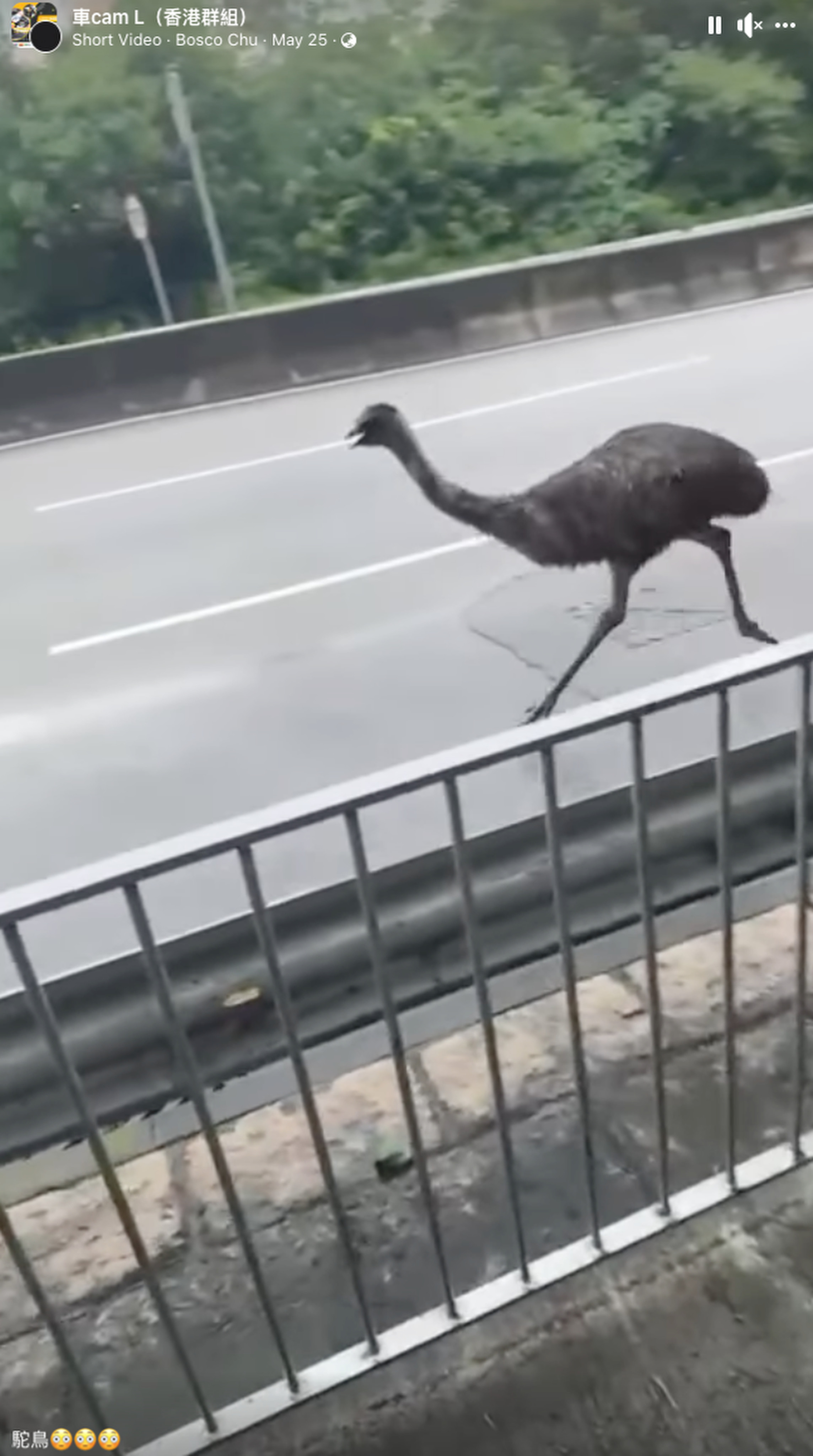 The emu was spotted running along roads in the New Territories. Photo:  Facebook/Bosco Chu