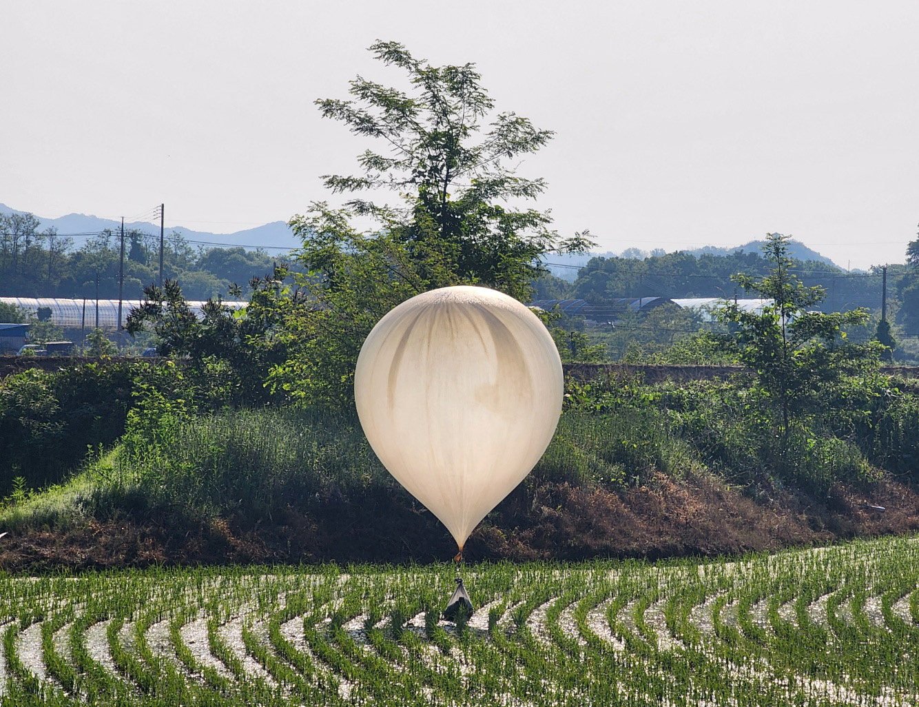 A balloon believed to have been sent by North Korea, carrying objects including what appeared to be trash and excrement, is seen over a rice field in Cheorwon, South Korea, on Wednesday. Photo: Yonhap via Reuters