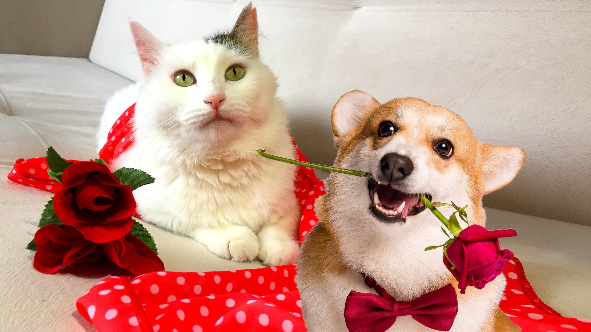 Young adults in China are staging online matchmaking events for their pets in a bid to relieve the stresses and strains of modern life. Photo: SCMP composite/Shutterstock