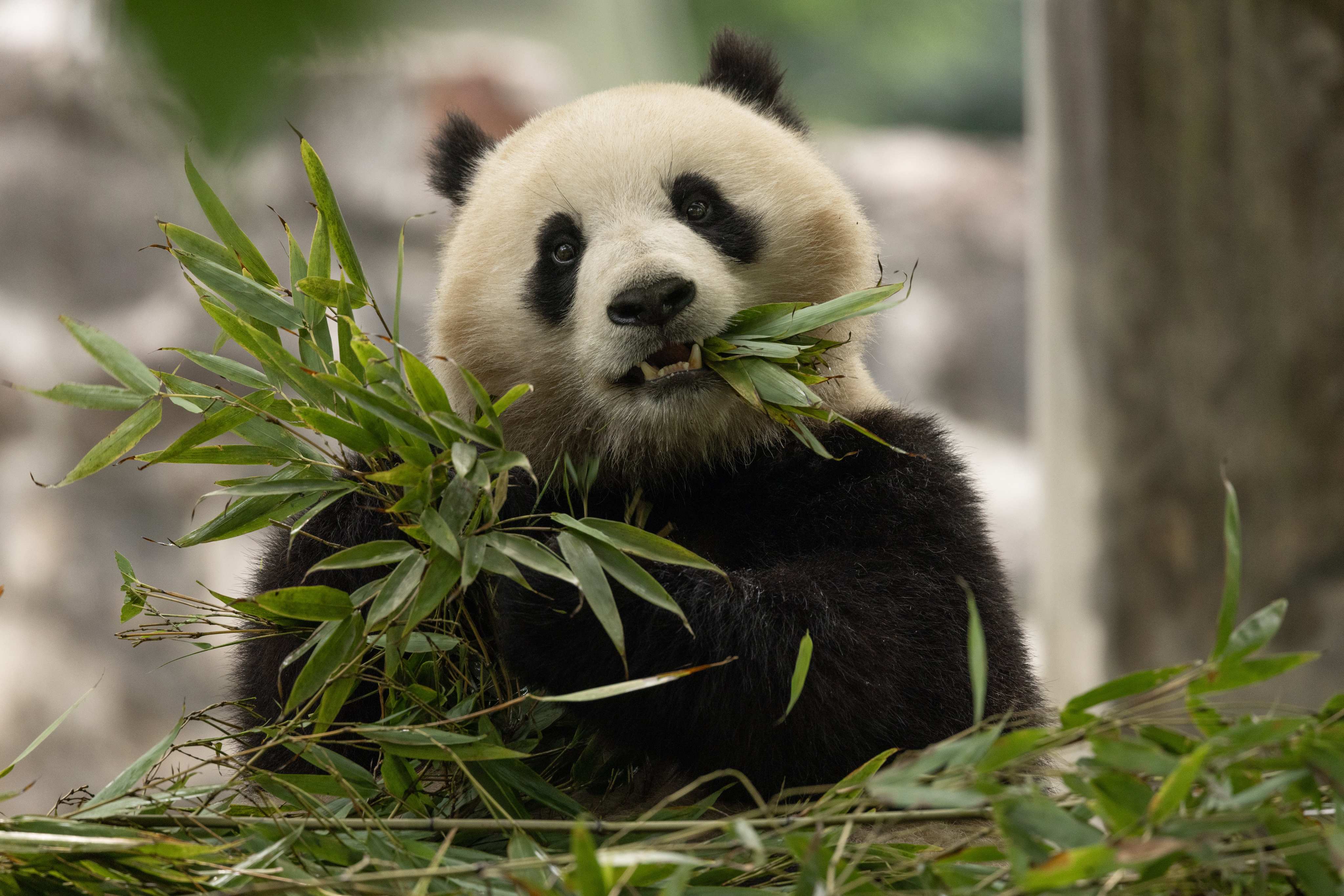 Qing Bao, a Washington-bound female giant panda, eats bamboo in her habitat in Sichuan province in China on May 17. Photo: Smithsonian’s National Zoo and Conservation Biology Institute
