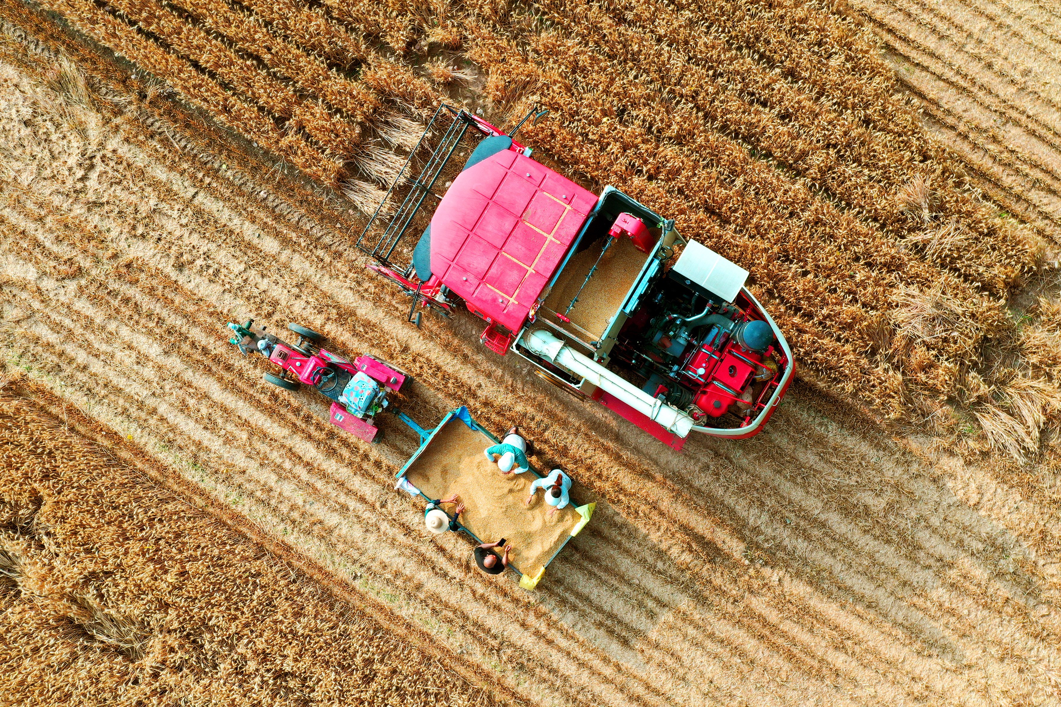 Farmers harvesting wheat in central China’s Henan Province, May 26, 2024. Photo: Xinhua
