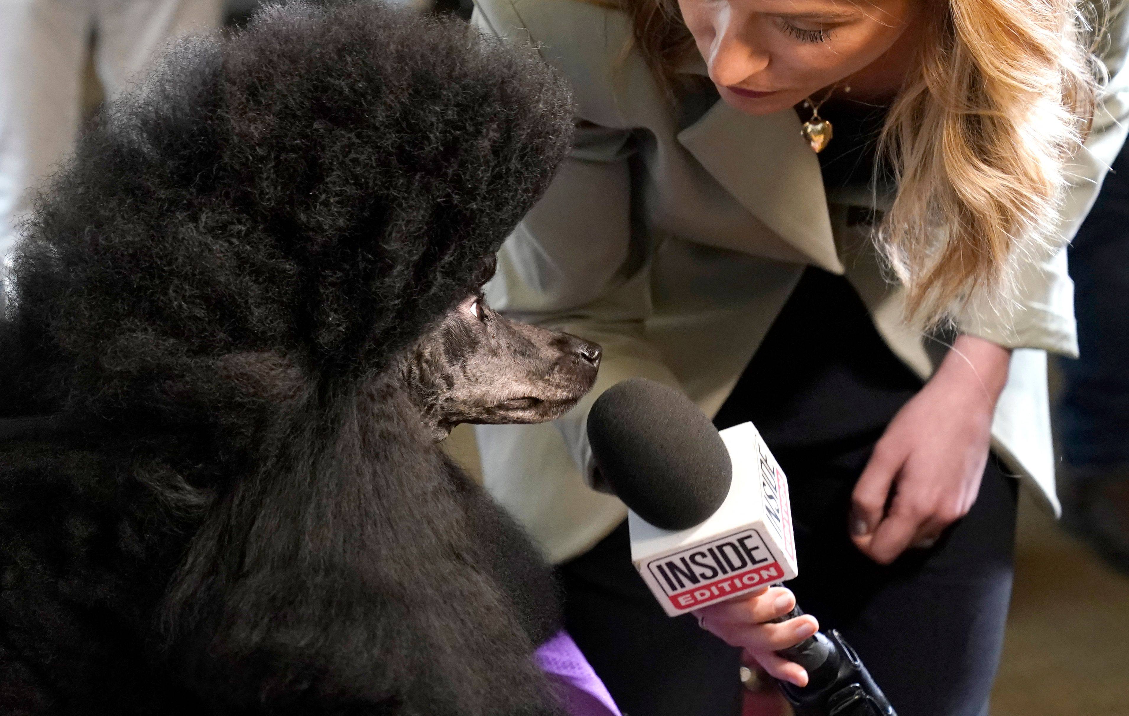 Reporters meet Sage, who is the first female to win the top prize at Westminster since 2020. Photo: AFP