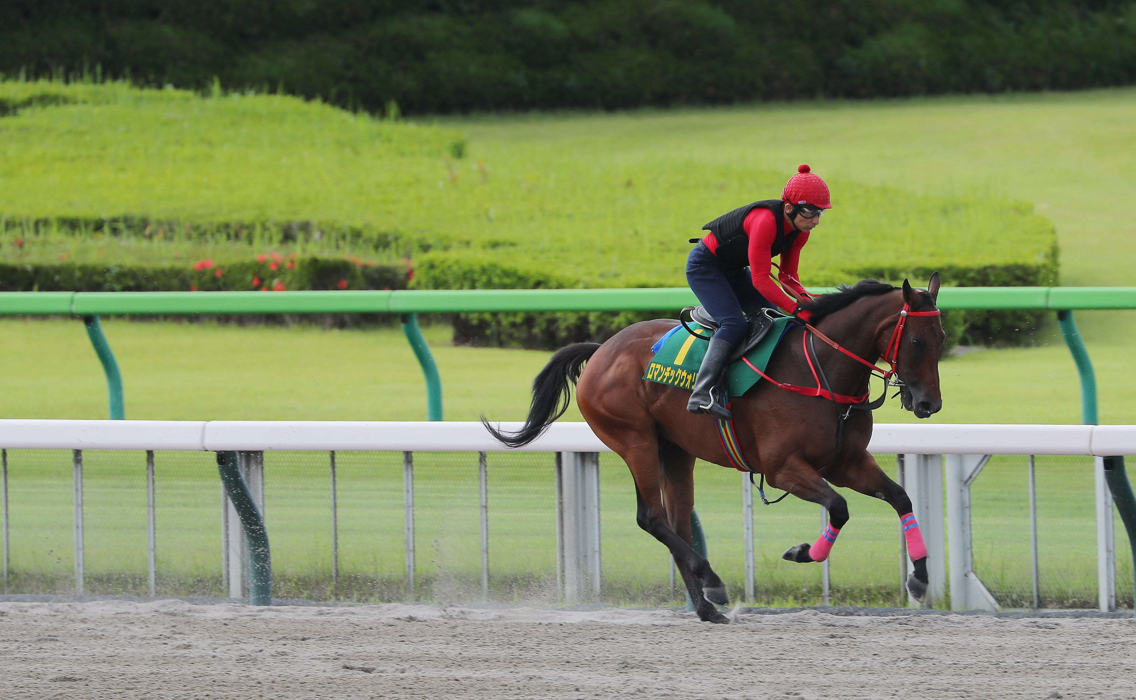 Romantic Warrior works on the Tokyo dirt track on Thursday morning. Photos: Kenneth Chan