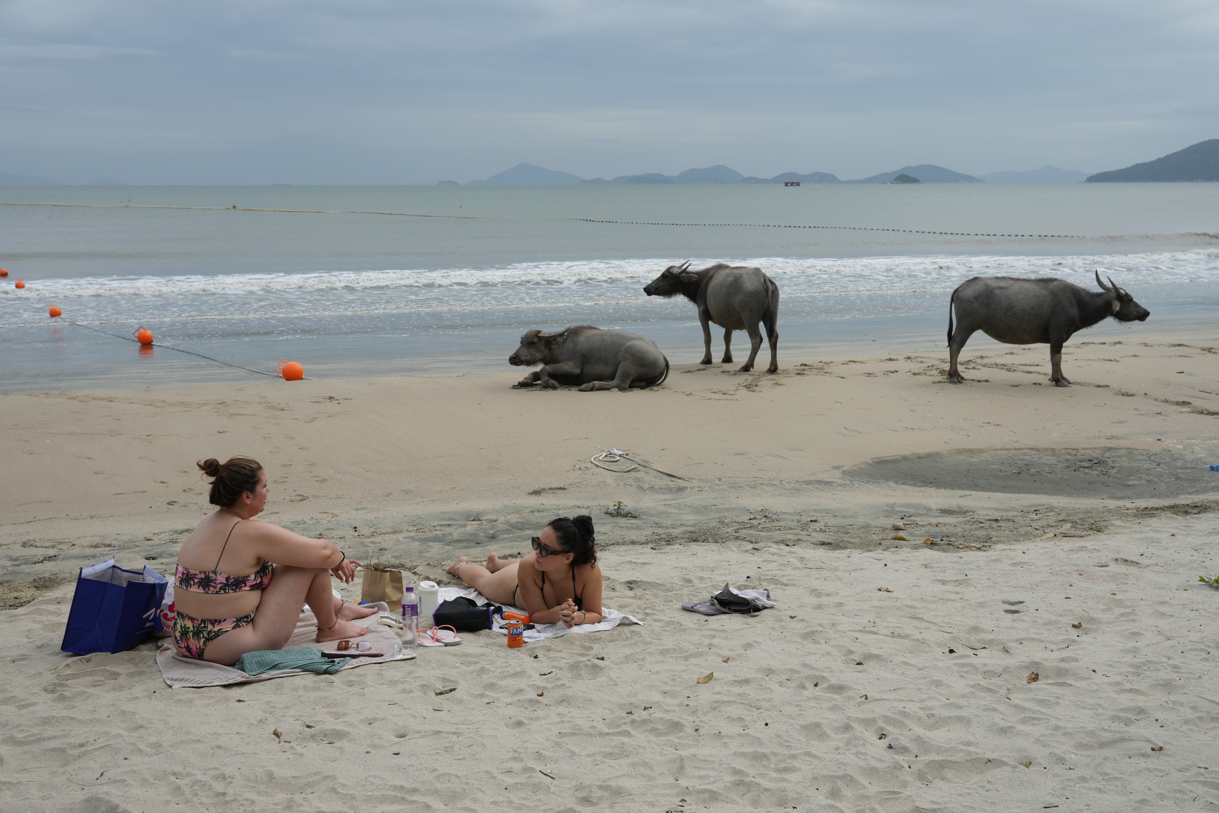 Beachgoers and cattle share the sands at Pui O beach on May 29. The government plans to make more of the natural resources of the rural area. Photo: Eugene Lee