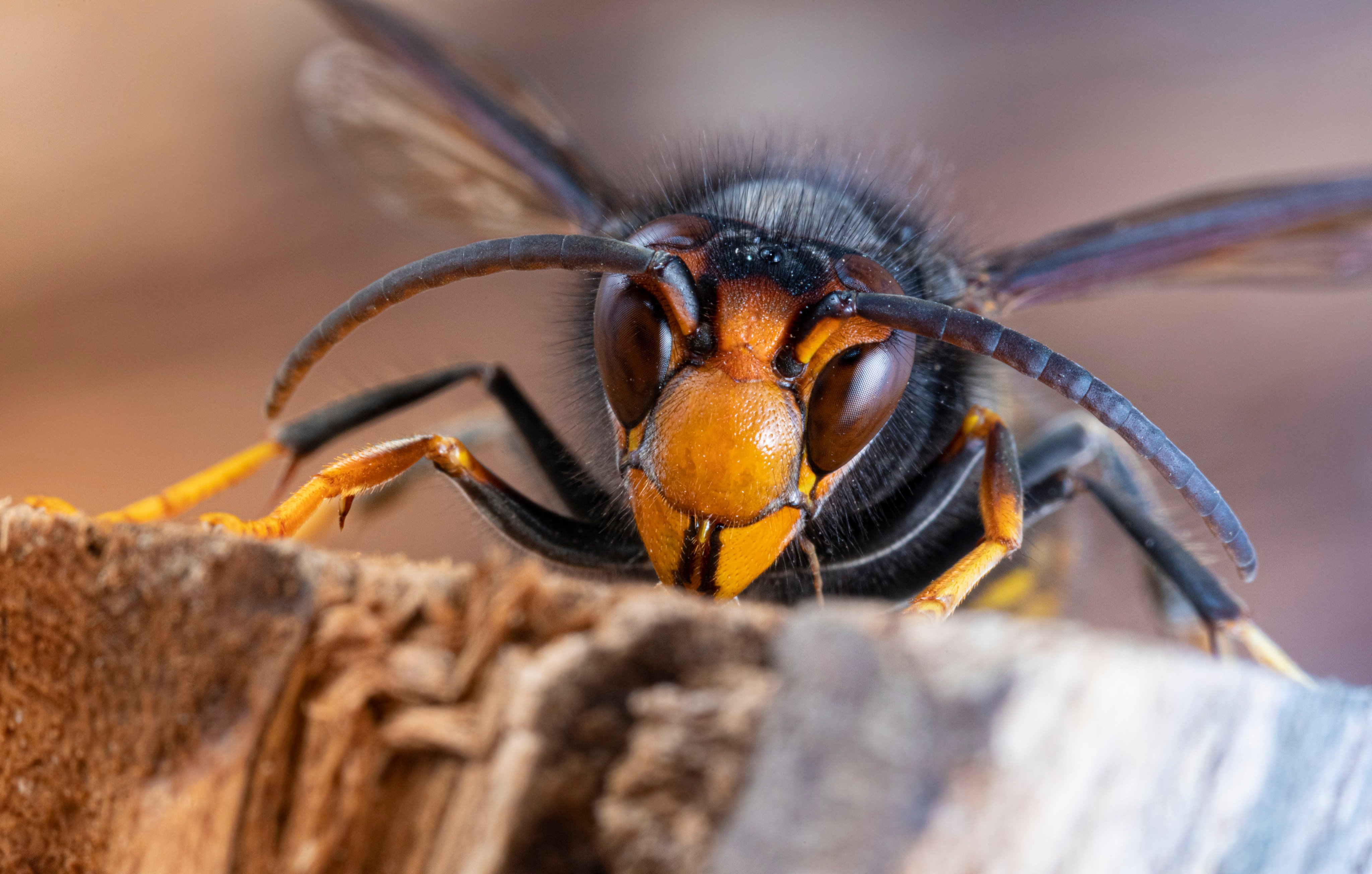 Asian hornets, famous for their murderous destruction of bee colonies, have started appearing in Britain. Cliff Buddle, who watched an attack in Hong Kong, and now lives in England, is on the alert. Photo: Getty Images